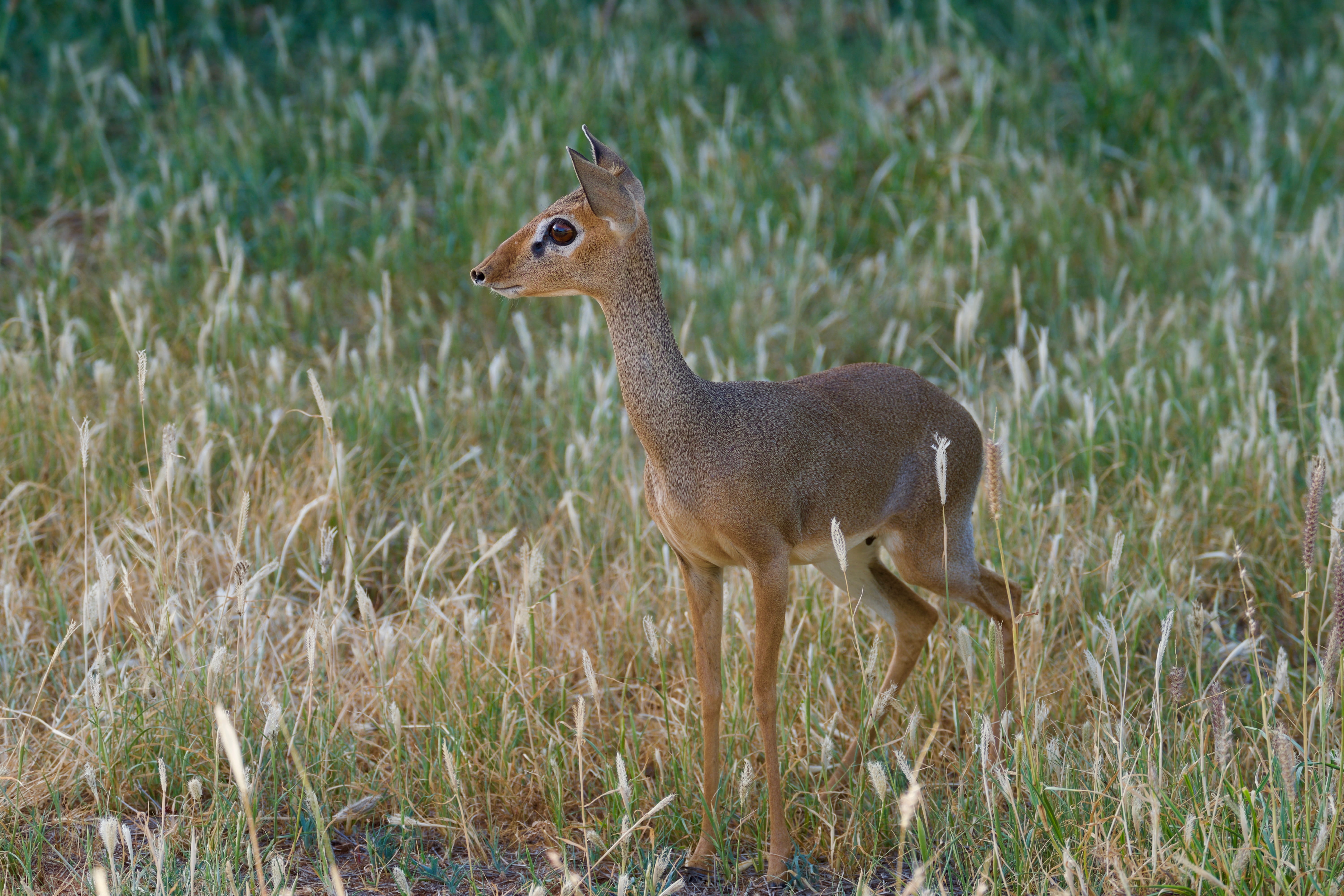 elk, small antelope, impala, bongo, dik dik, vertebrate, land, bird, mammal, young animal, animal themes, no people, grass, animals in the wild, waterfowl, HD Wallpaper
