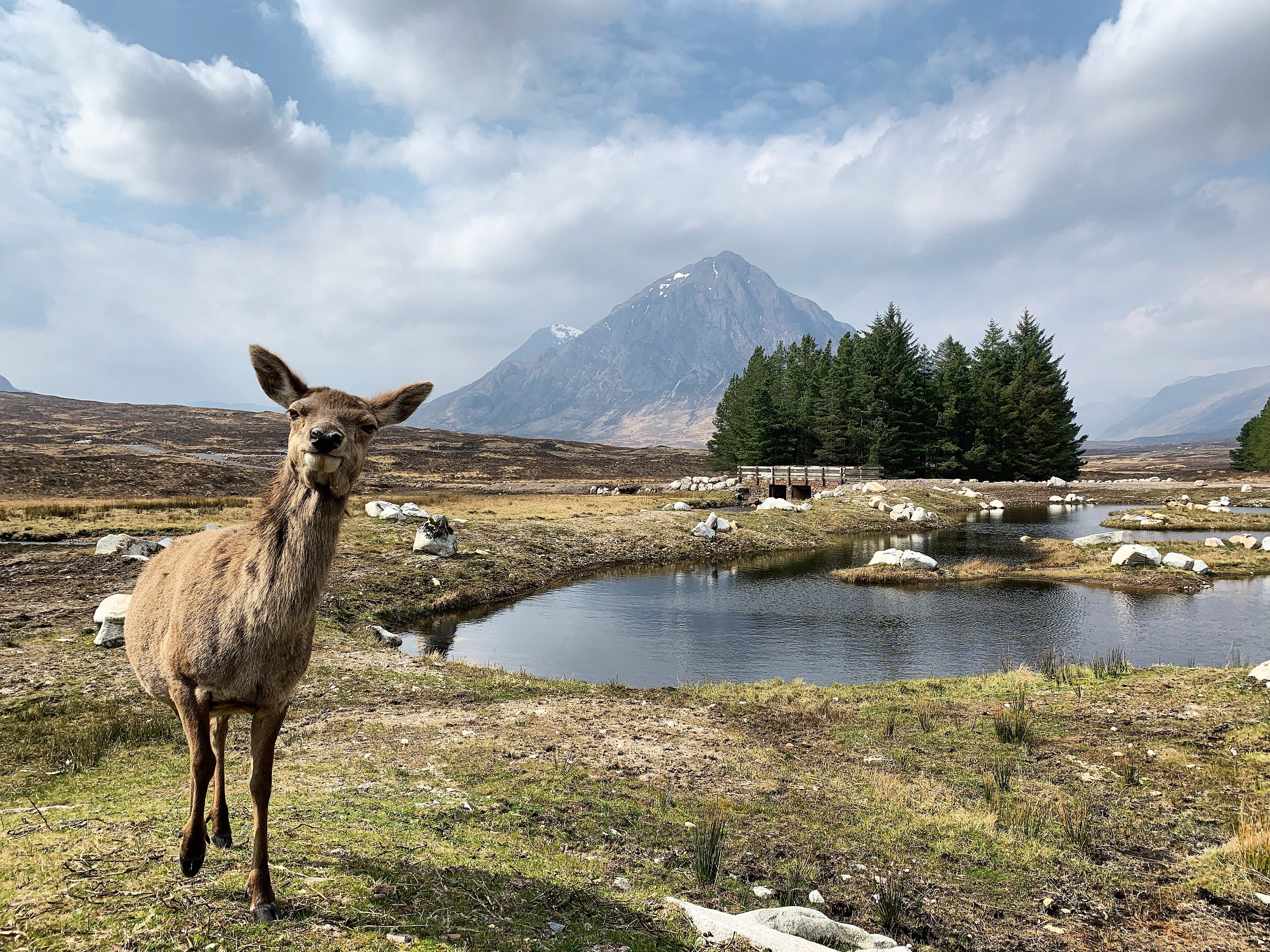 buachailleetivemor, lake, day, near, mountain range, w highland way, animal, glencoe, hello, 4K, water, land, brown, hiya, sky, united kingdom, mountain, HD Wallpaper