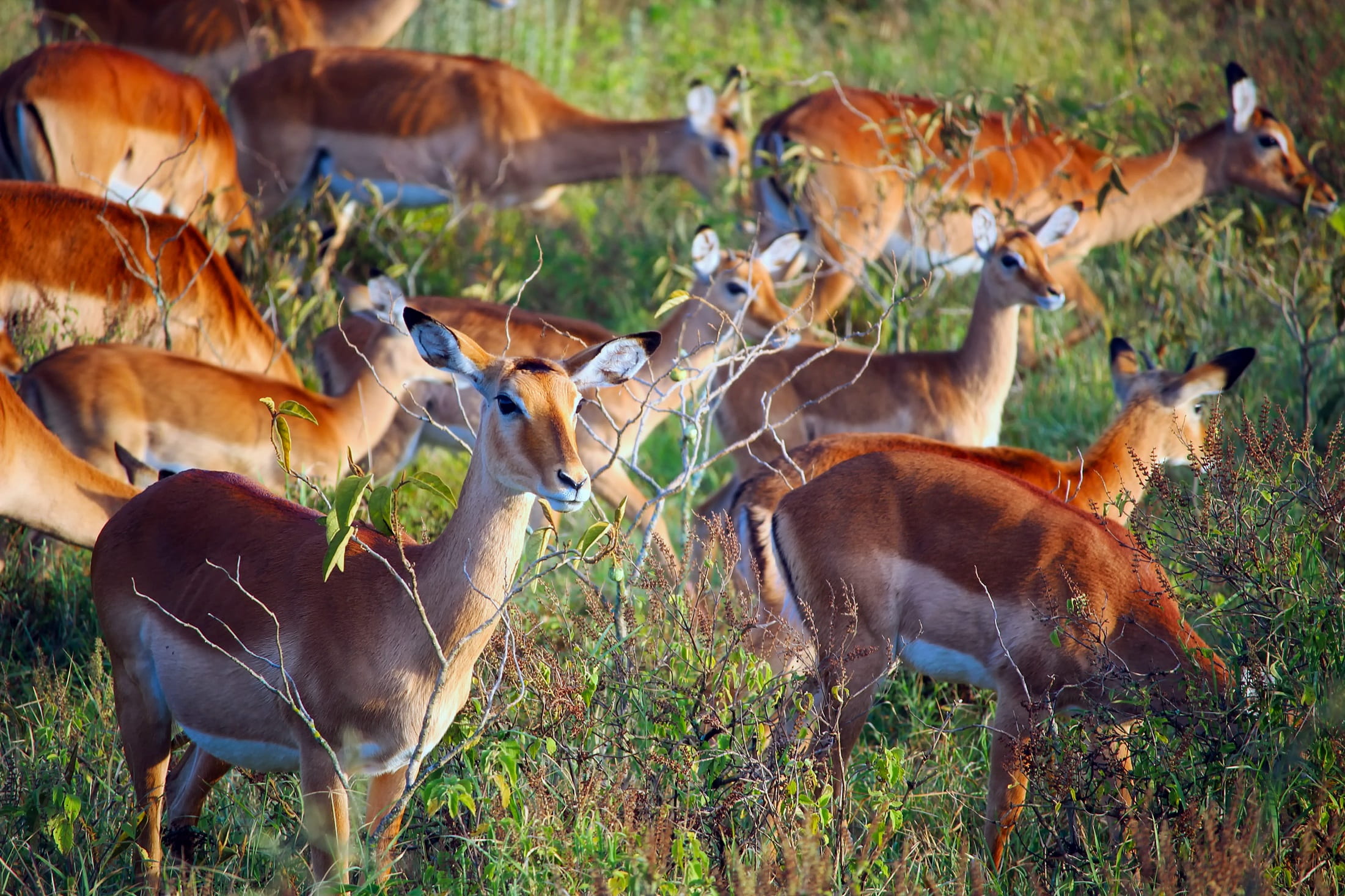 land, herbivorous, wildlife, day, impala, animal themes, no people, nature, animals in the wild, 1080P, meadow, safari, rural, field, animal, deers, country, HD Wallpaper