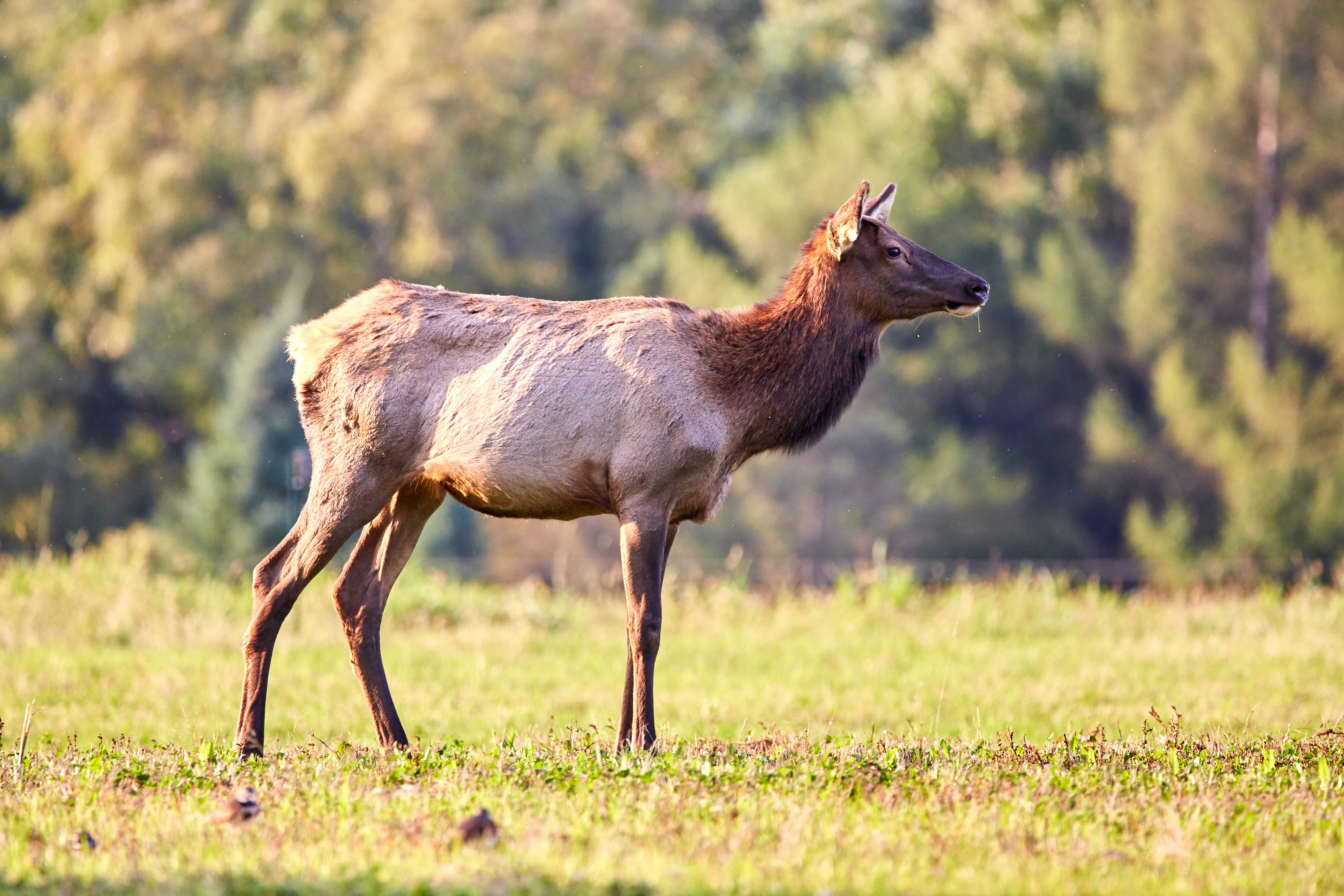 grass, impala, day, selective focus, animal, plant, angus, side view, elk, nature, herbivorous, full length, mammal, moose, antler, female, rut, profile view, HD Wallpaper