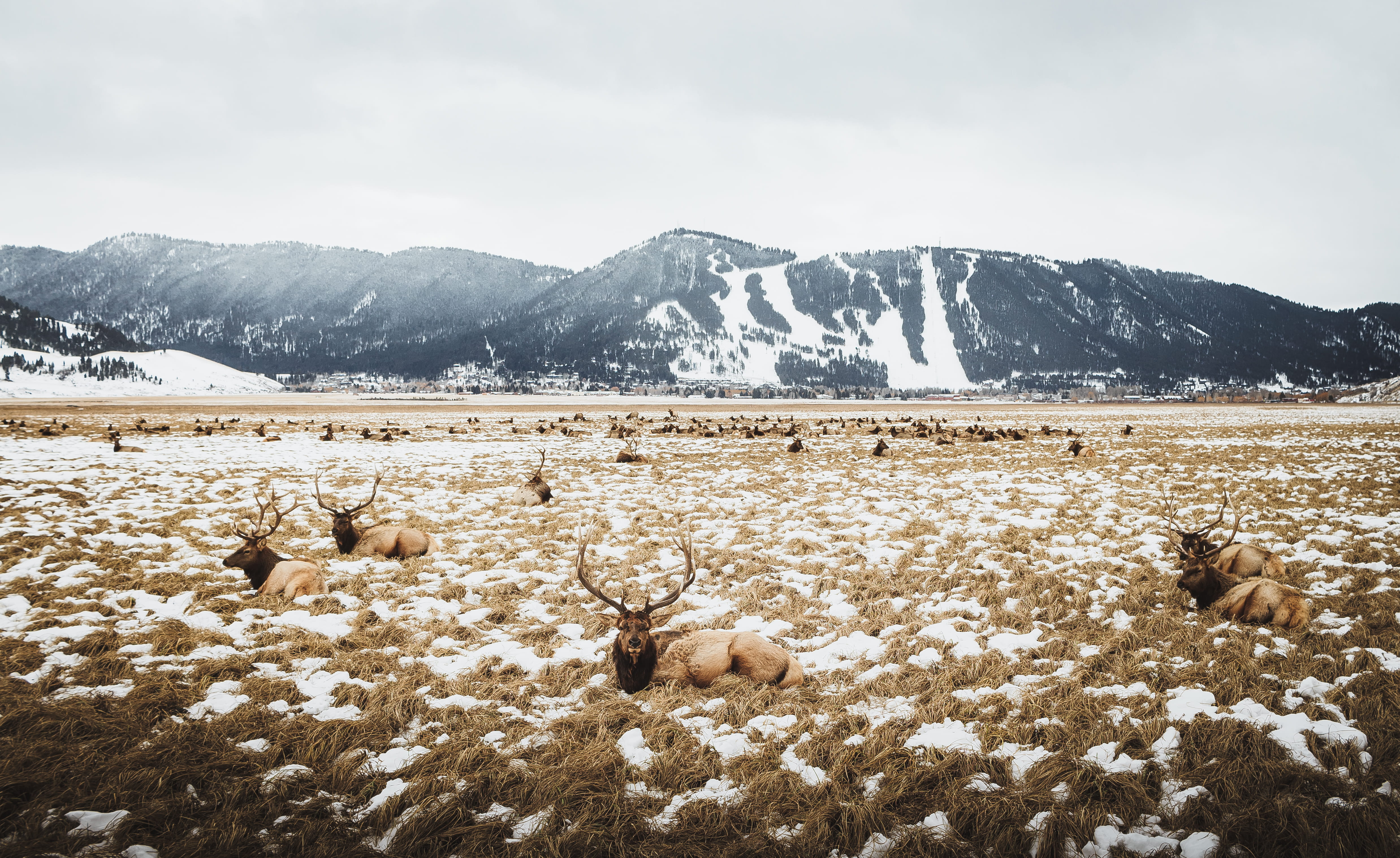snowcapped mountain, resting, sitting, field, snow, environment, deer, scenics - nature, landscape, wyoming, mountain range, nature, outdoors, cold temperature, HD Wallpaper