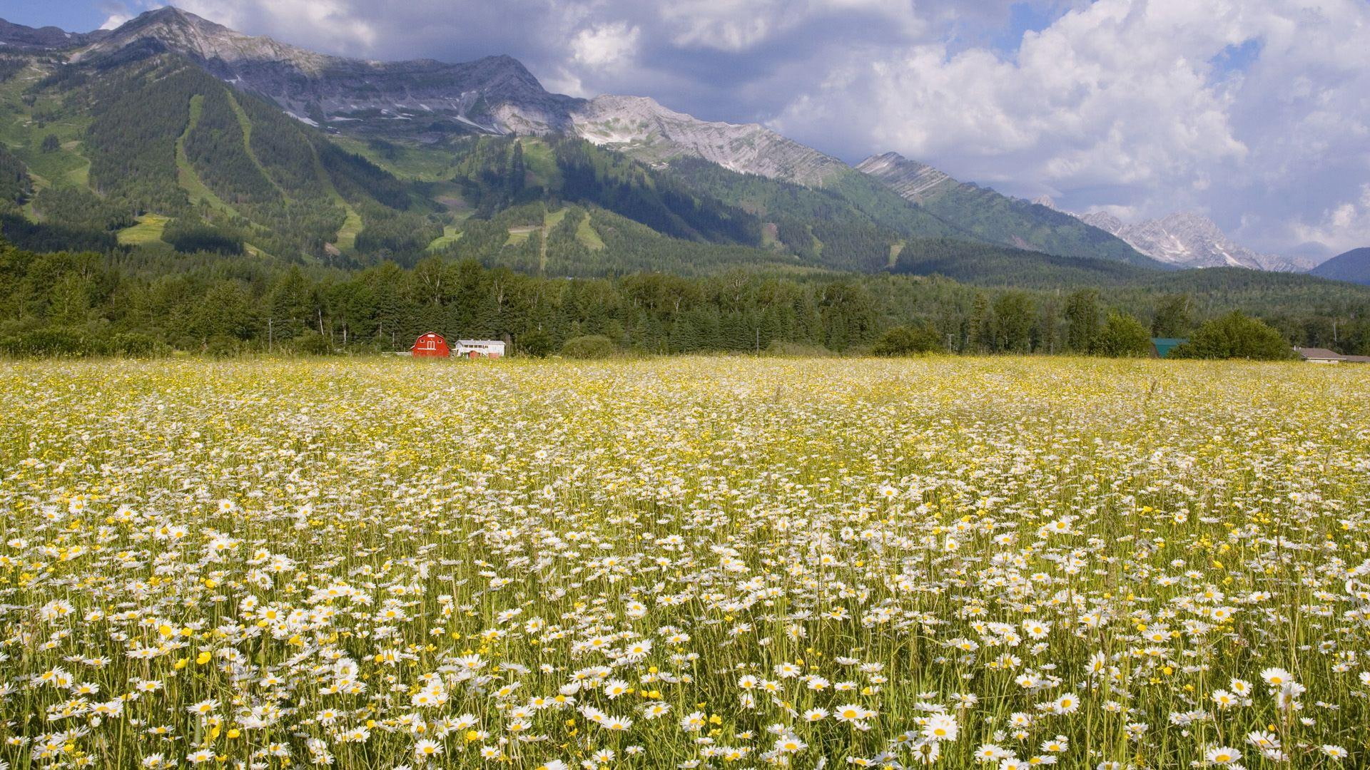 farm, 1080P, daisies, field, flowers, nature and landscapes, elk, mountains, columbia, valley, british, HD Wallpaper