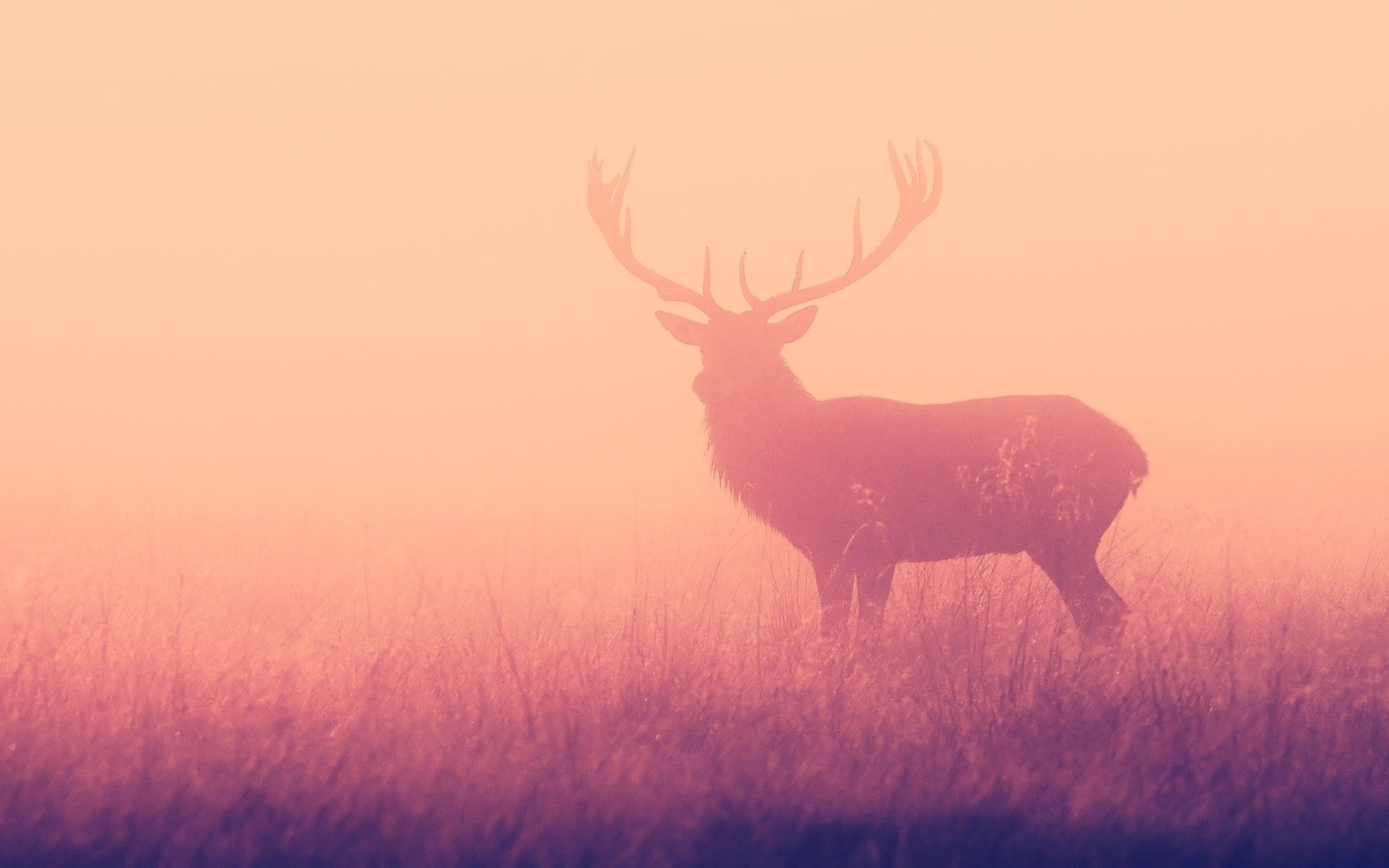animals, deer, 1080P, nature, elk, HD Wallpaper