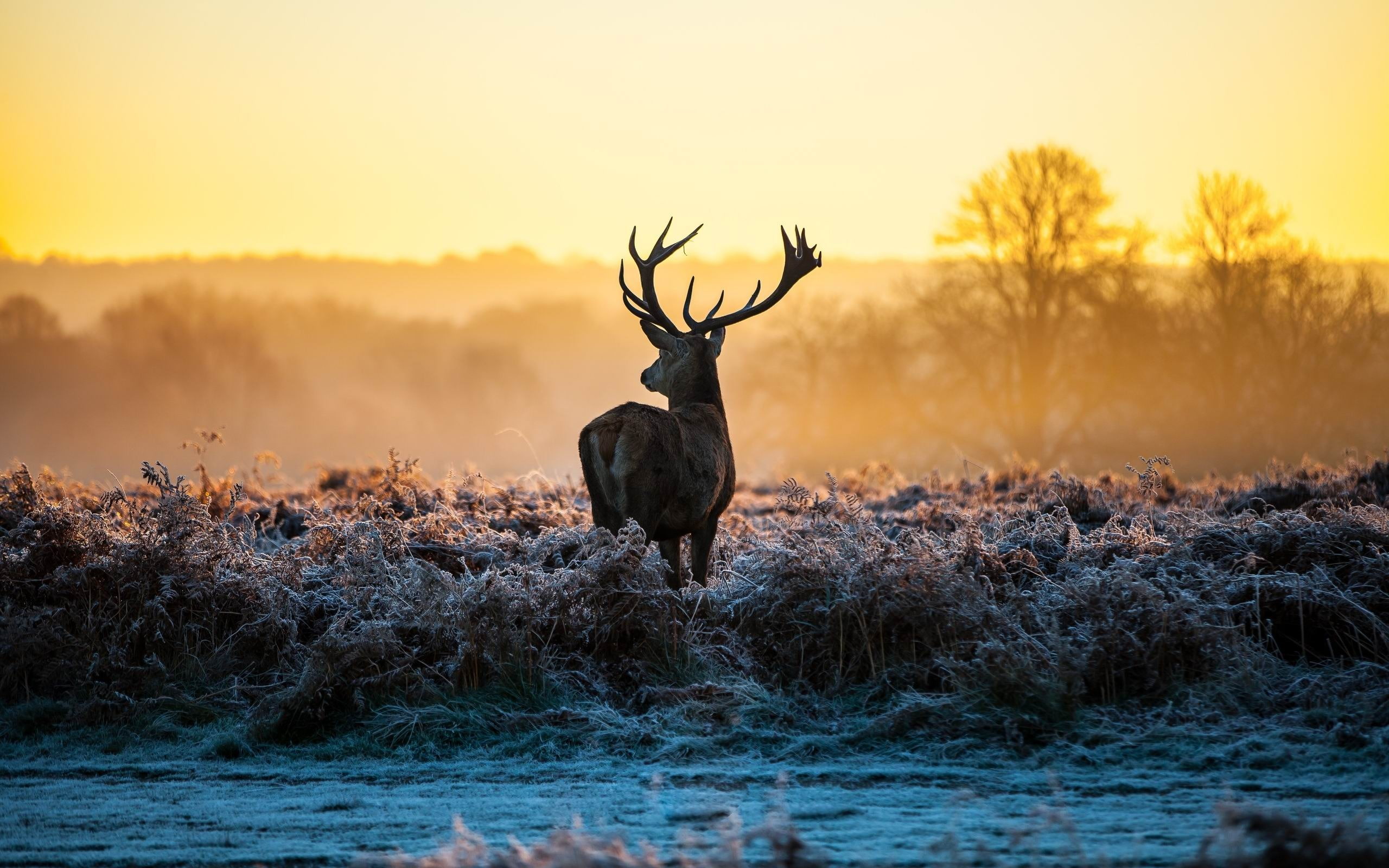 photography, land, animal wildlife, plant, standing, deer, theme, field, antler, one animal, brown, vertebrate, animals in the wild, black, herbivorous, HD Wallpaper