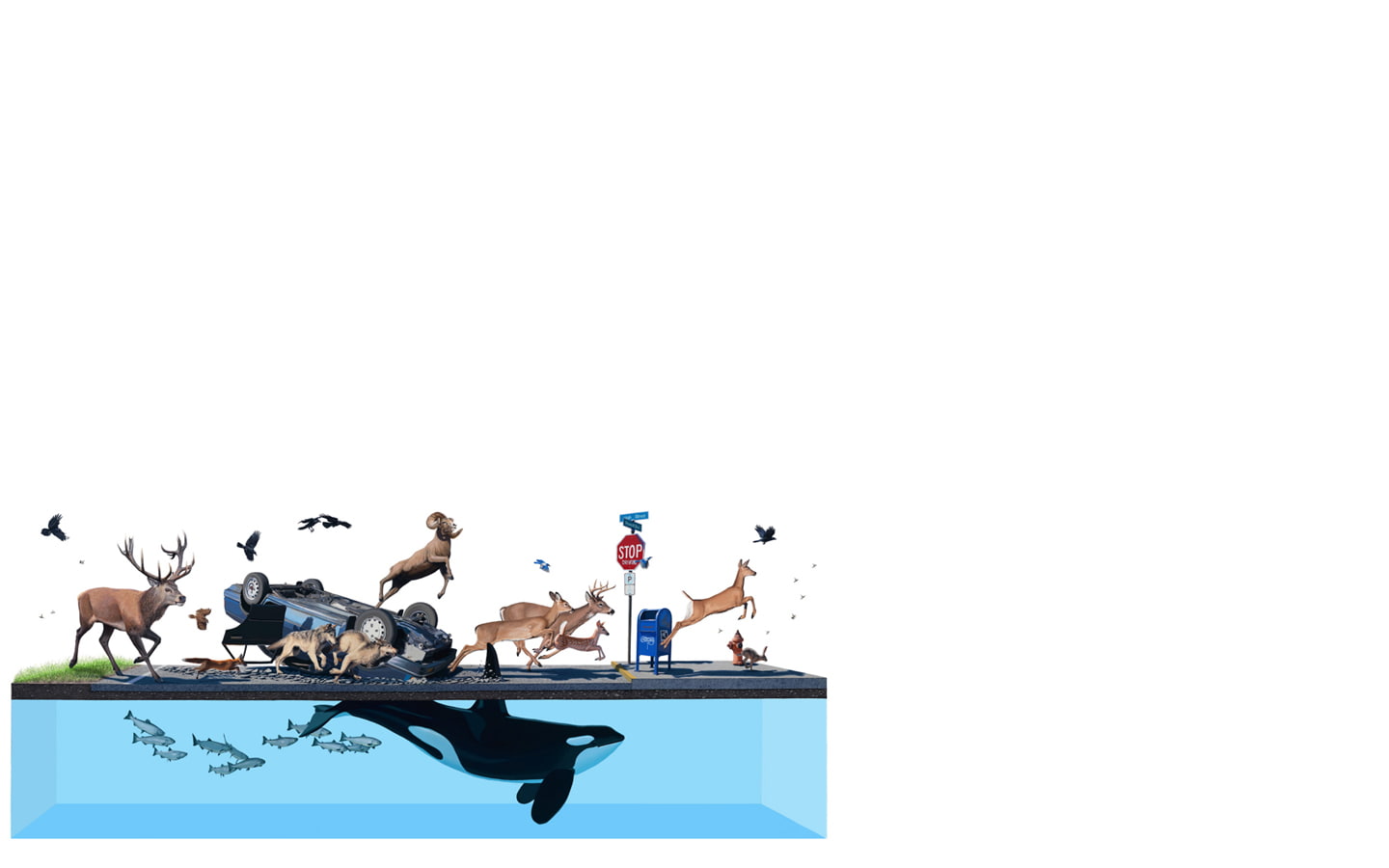 720P, whale, digital/artwork, white, elk, hd, HD Wallpaper
