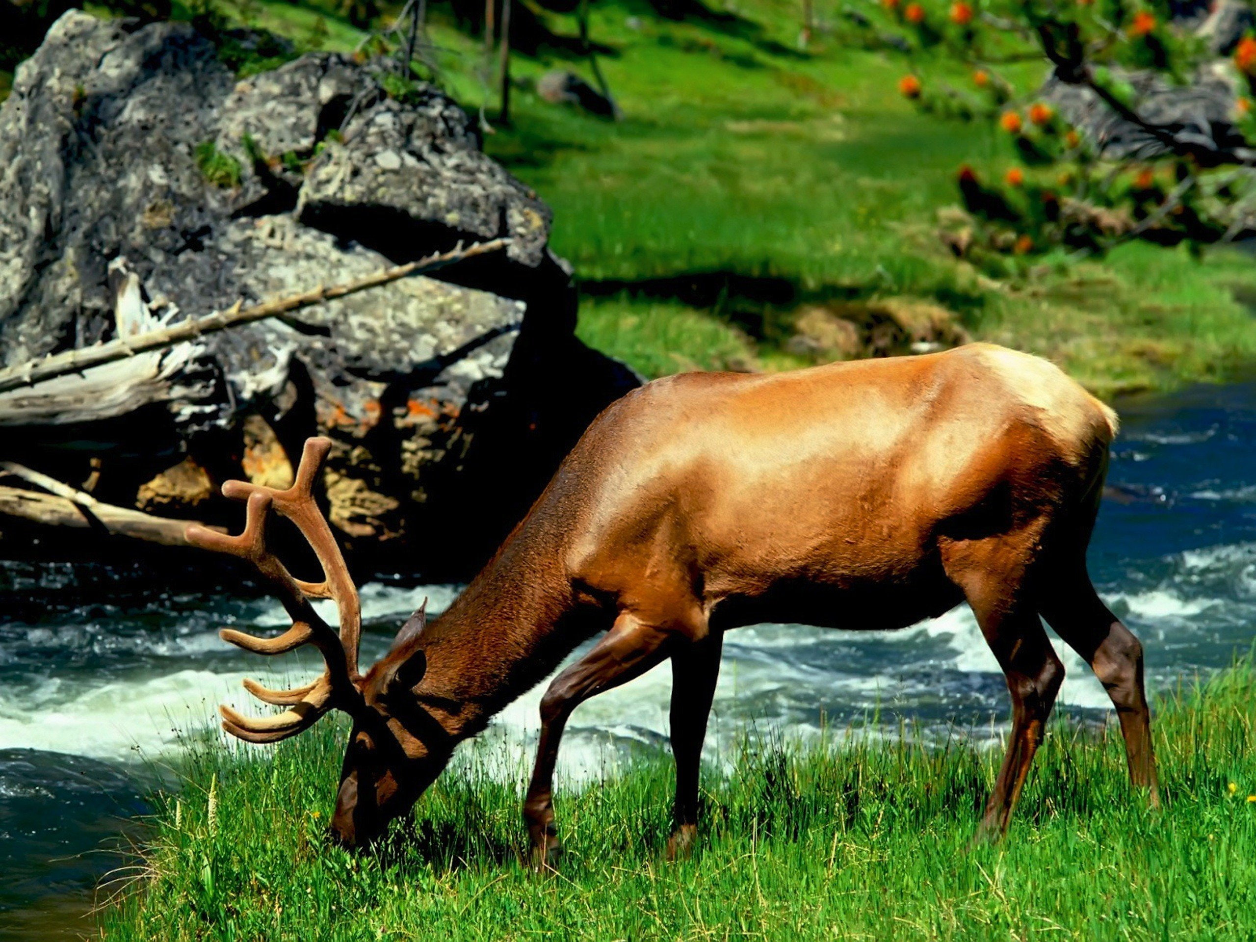 2K, eating, animals, deer, grass, elk, HD Wallpaper
