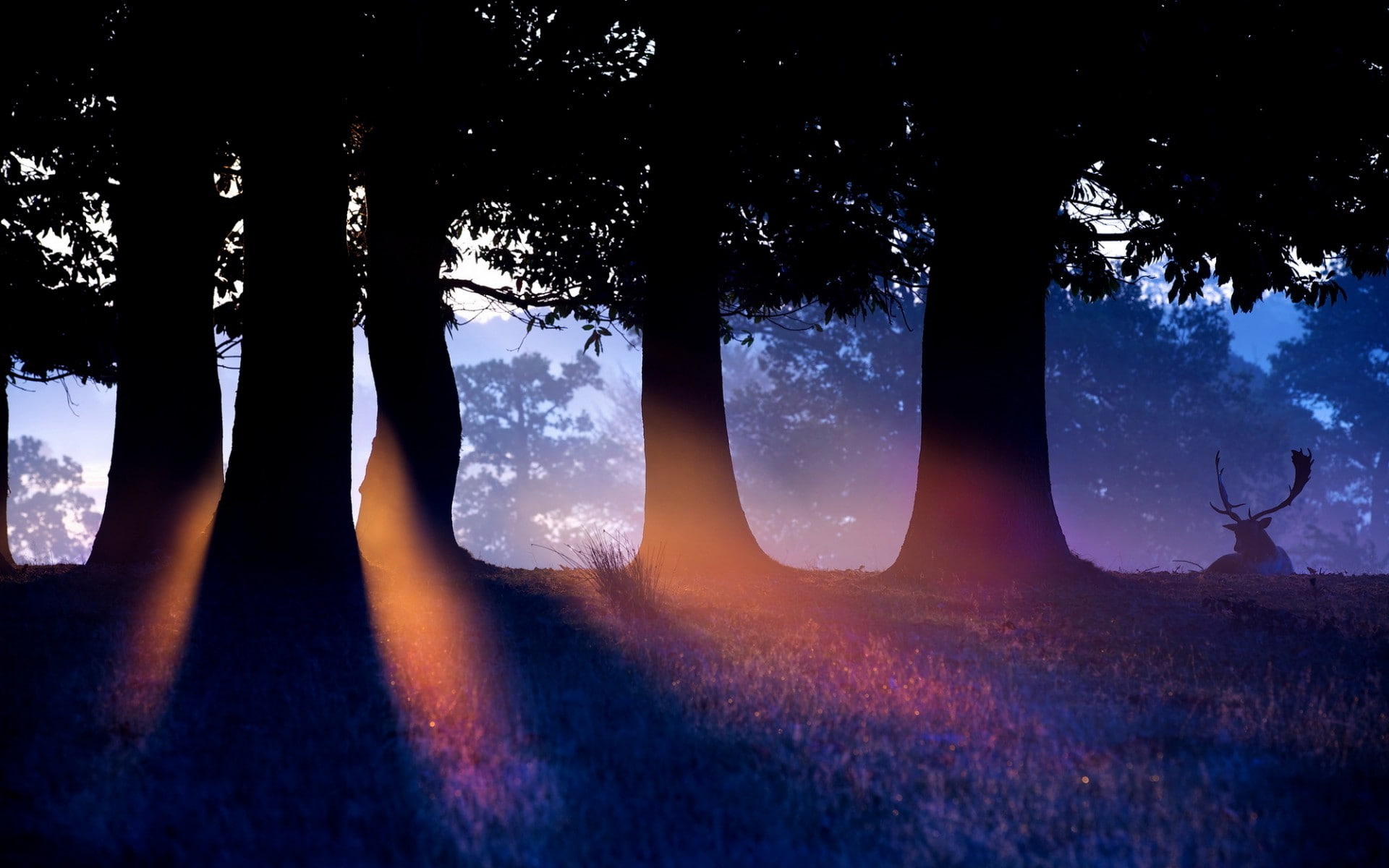 nature, trees, hd, 1080P, elk, sunlight, HD Wallpaper