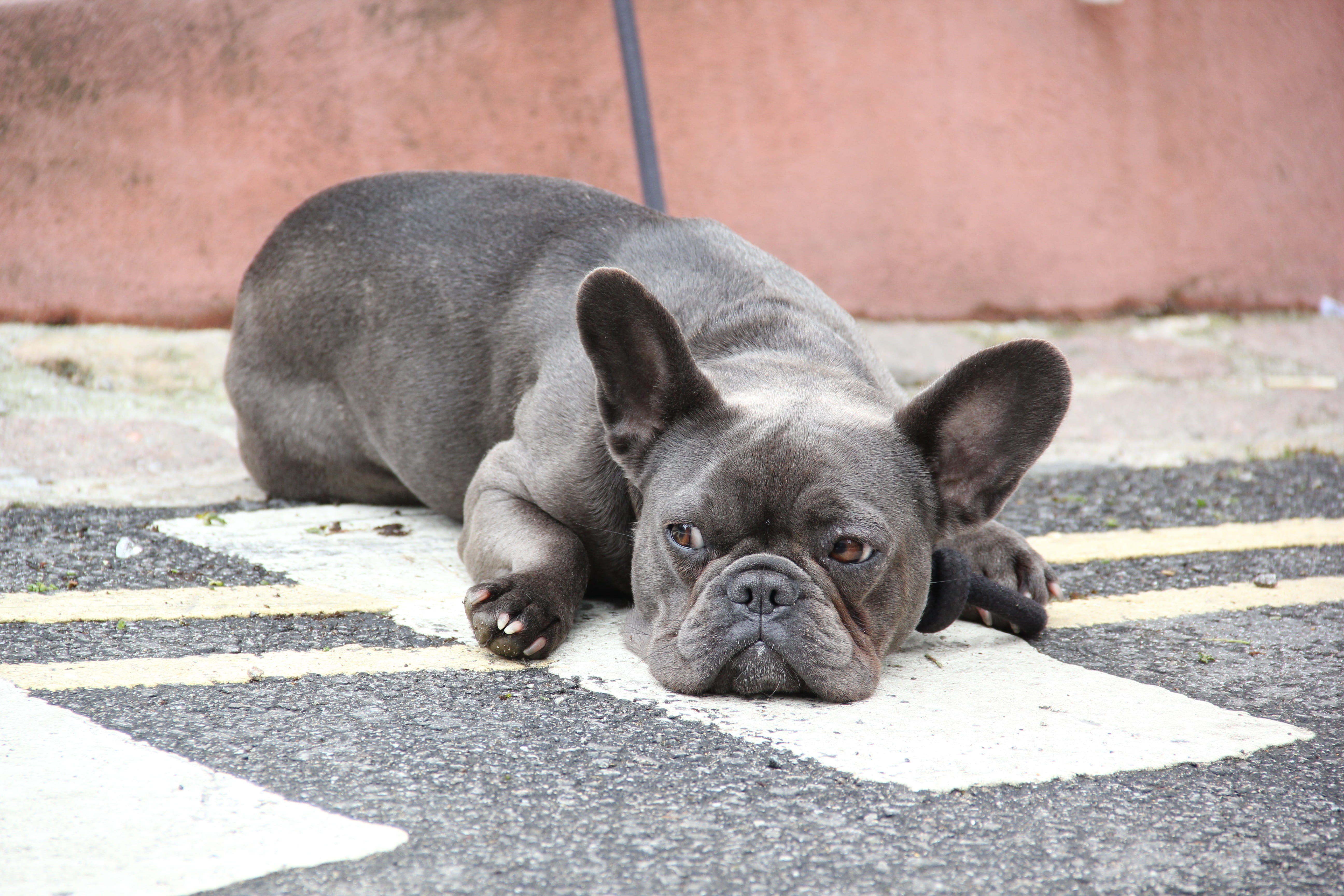 5K, animal, small, french bulldog, domestic animals, day, mammal, footpath, street, dogs, portrait, looking at camera, south gland, pets, domestic, animal themes, HD Wallpaper