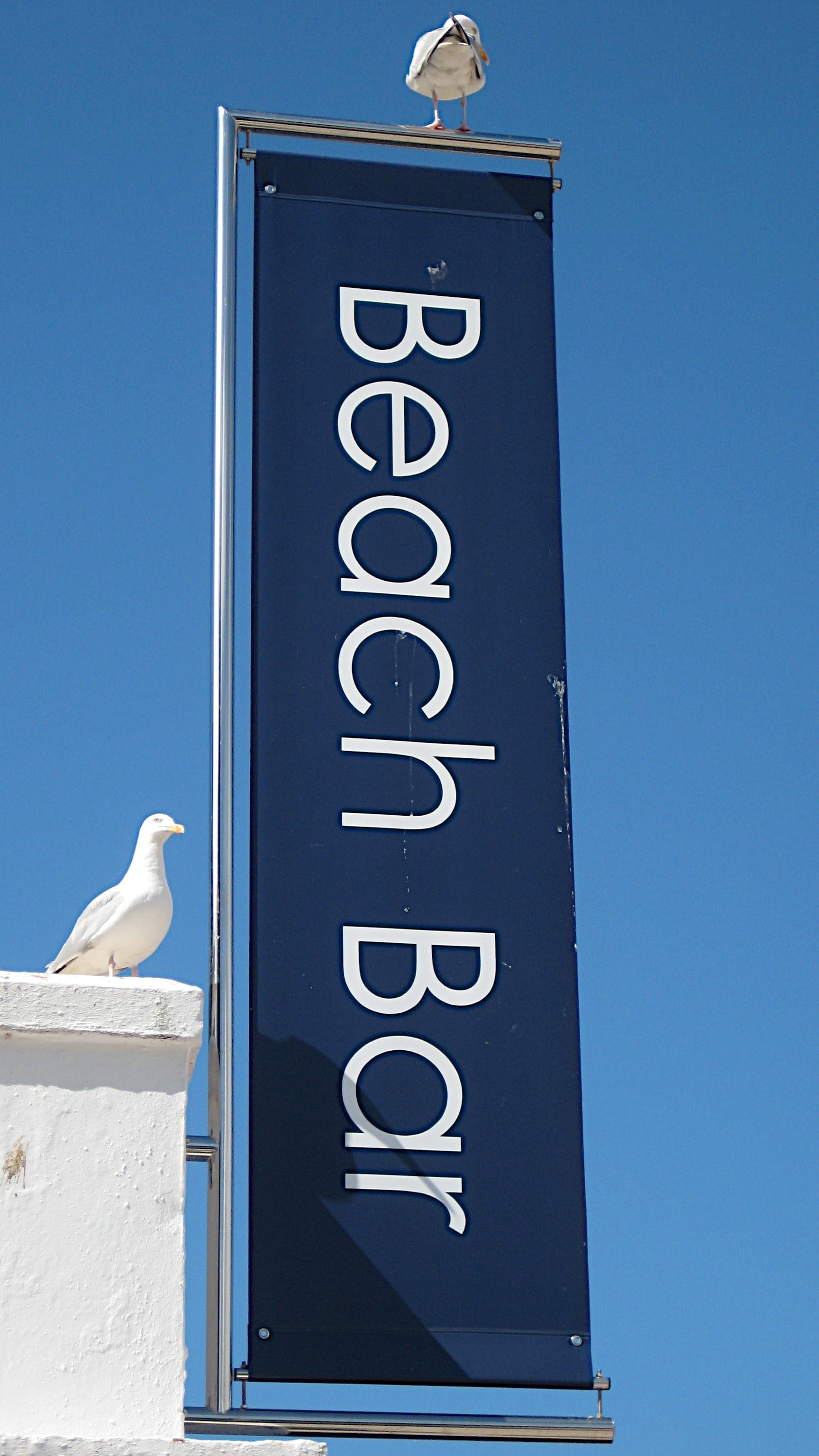 creativity, architecture, nature, clean, vertebrate, advertising, building, clear sky, animal themes, Cornwall, beach bar, bird, one animal, porthminster beach, Phone HD Wallpaper