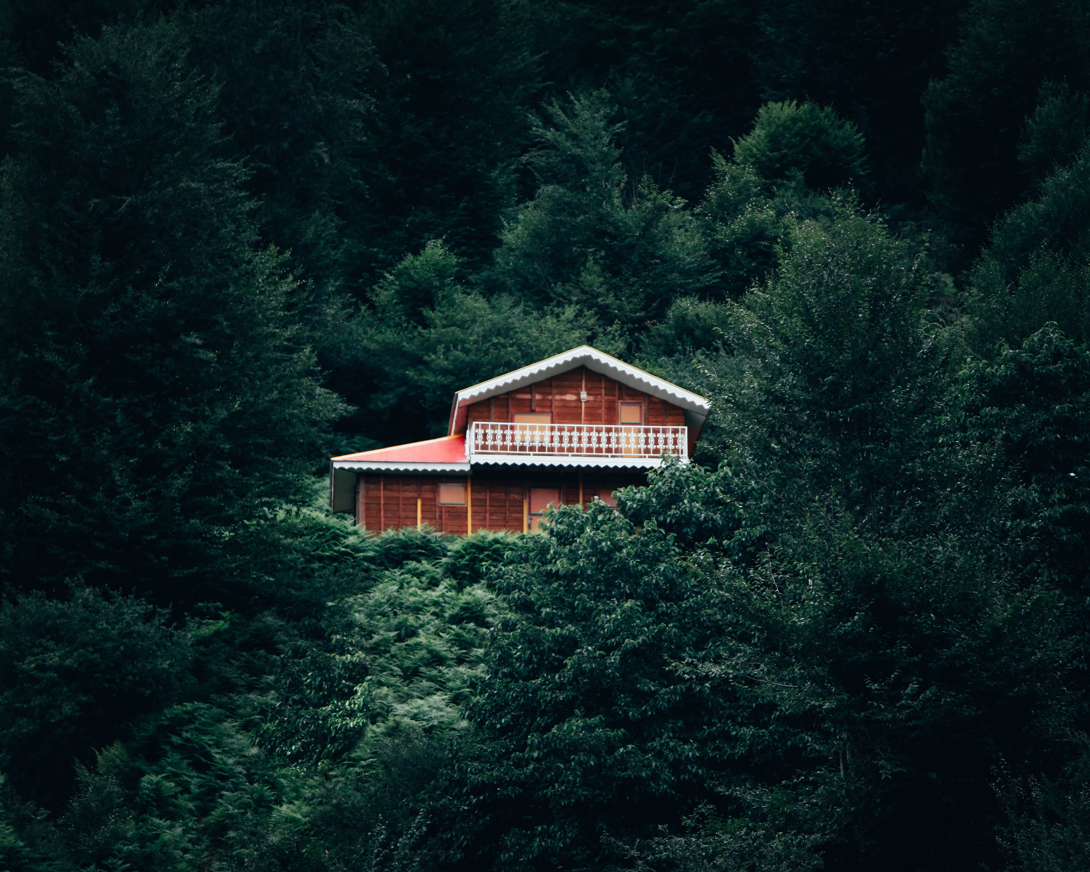 day, nature, forest, beauty in nature, housing, lush foliage, plant, land, cabin house, minimal, cottage, building exterior, foliage, wildlife, growth, HD Wallpaper