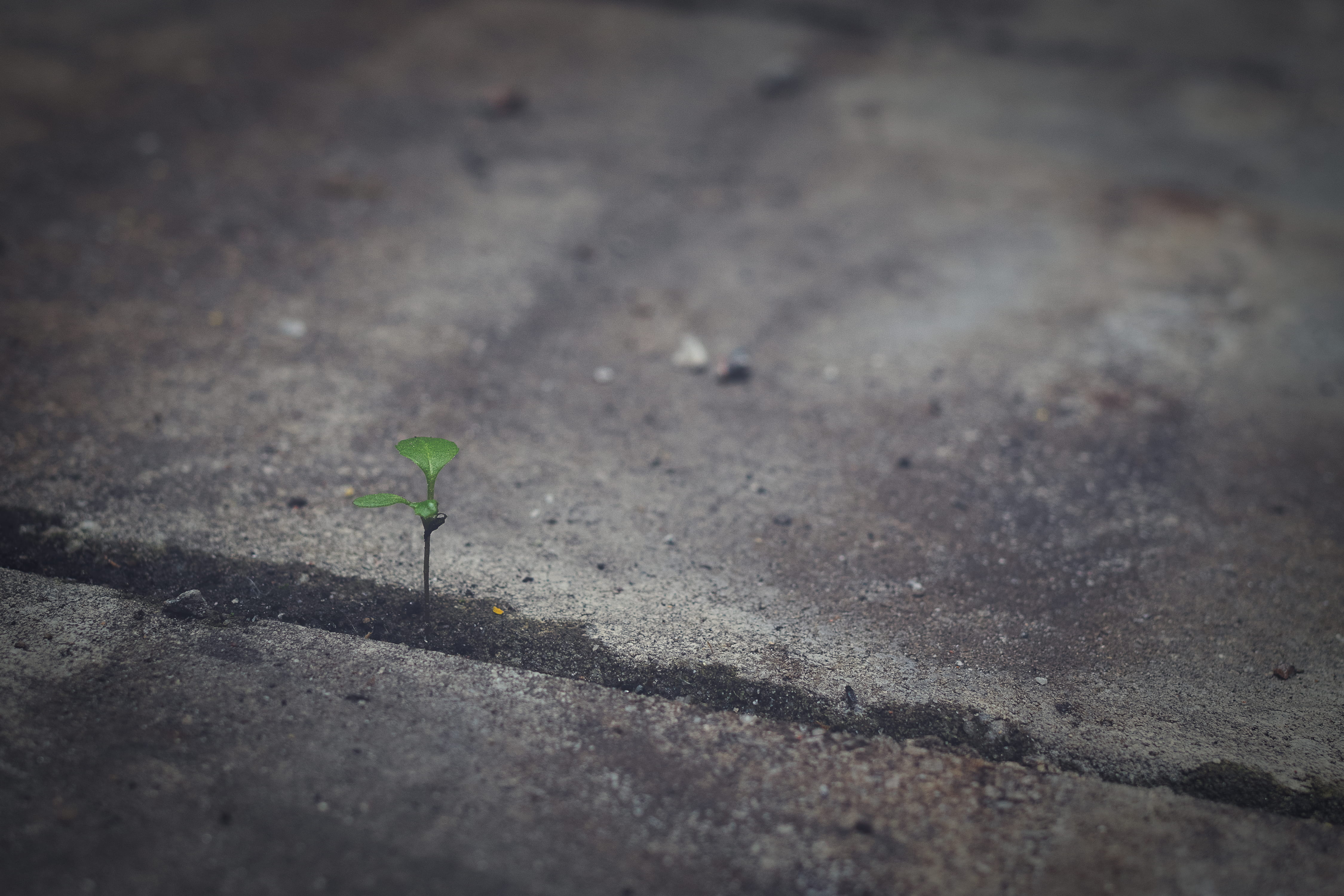 grunge, road, no people, small, nature, day, green, fragility, vulnerability, street, concrete, sunlight, modern, leaf, growth, shadow, solitary, close-up, HD Wallpaper