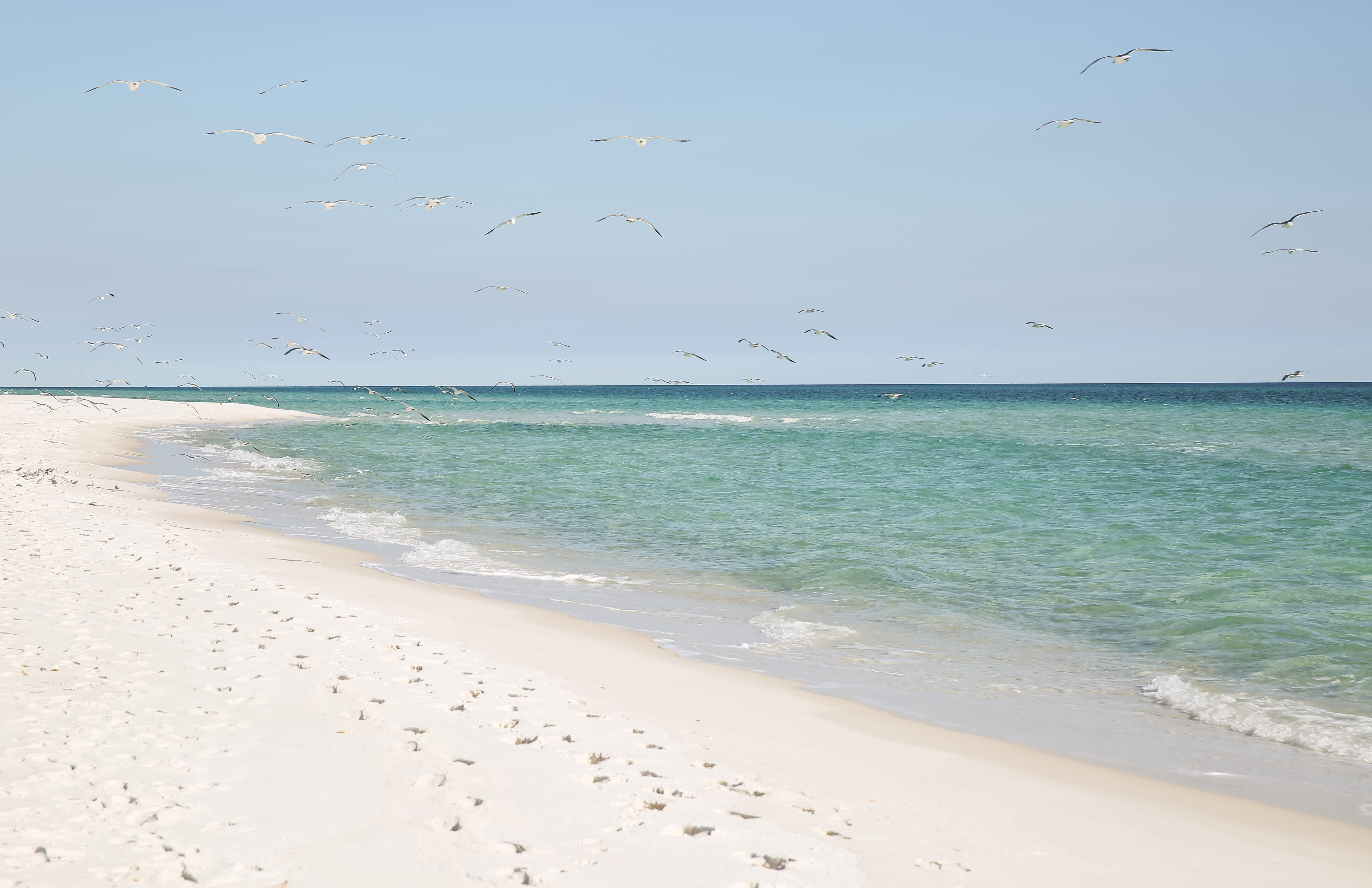 land, serenity, birds, blue water, flying, sea, sand, seagulls, outdoors, vertebrate, turquoise colored, horizon over water, care, beauty in nature, ocean, HD Wallpaper