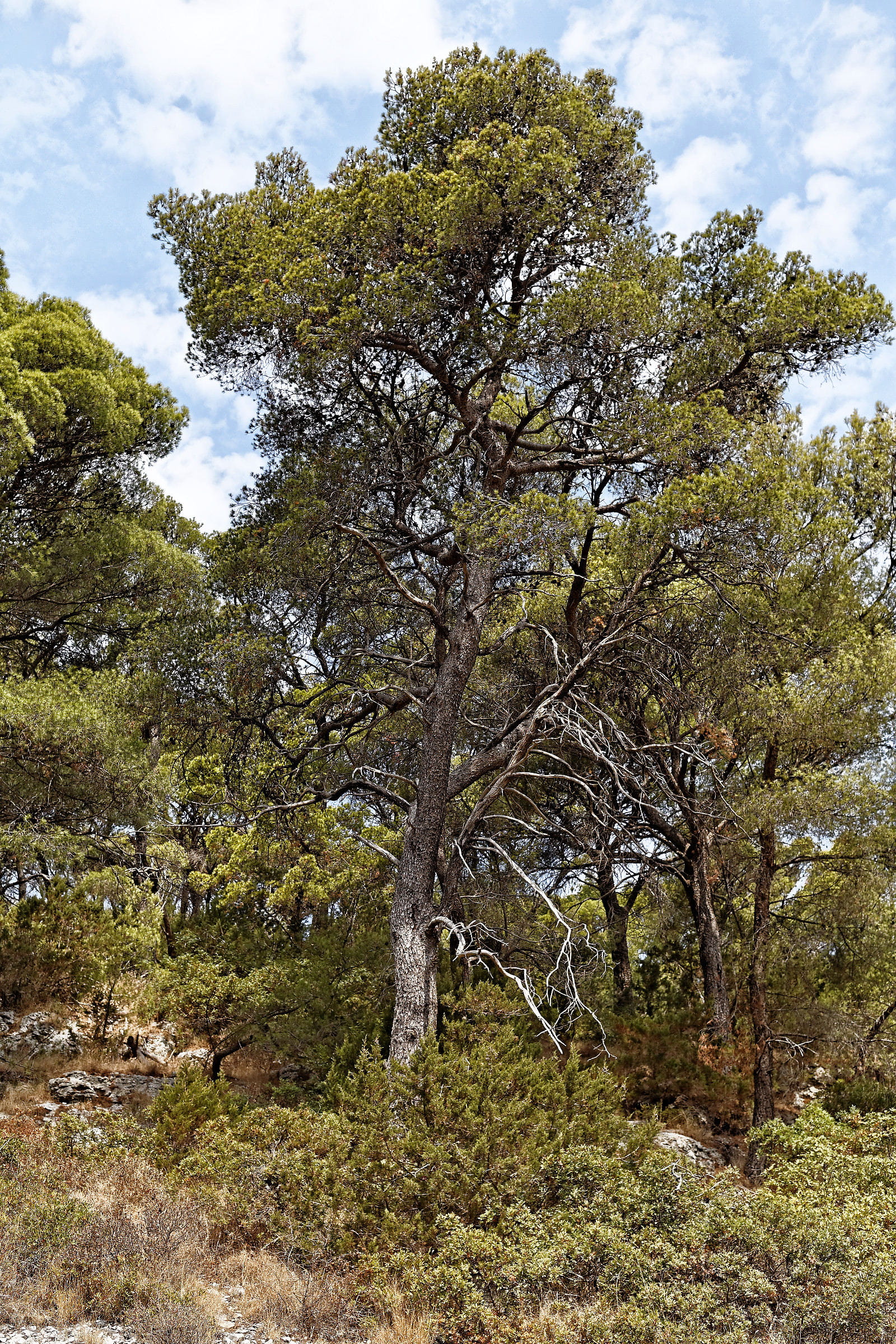 no people, europe, non-urban scene, day, nature, tree, dalmatia, field, flora, plant, environment, pine, green color, 1080P, low angle view, forest, land, Phone HD Wallpaper
