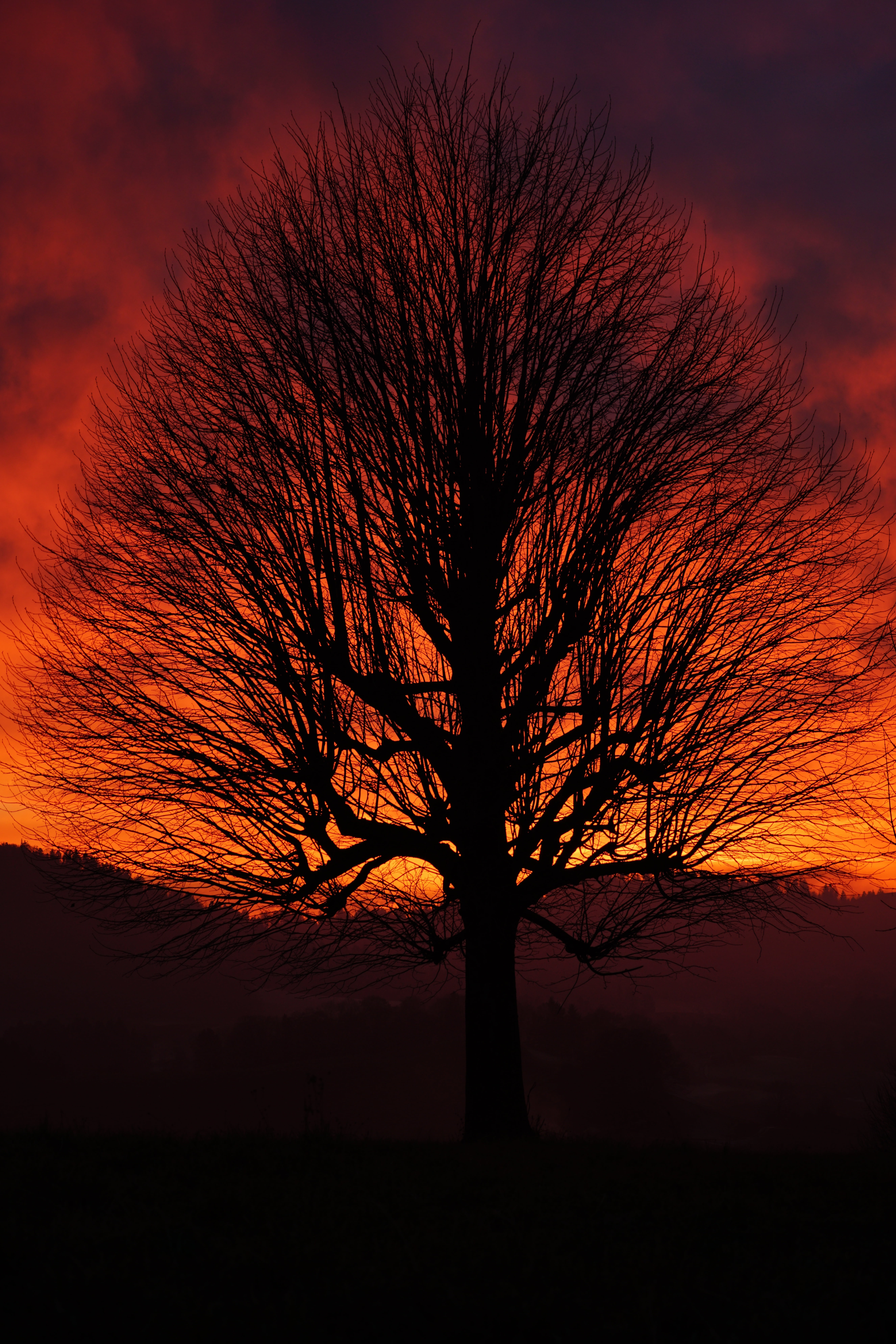 orange, tree trunk, aesthetic, sunset, wyssachen, plant, glowing, no people, burstweid, yellow, landscape, 8K, clouds, single standing, land, sky, evening sky, Phone HD Wallpaper
