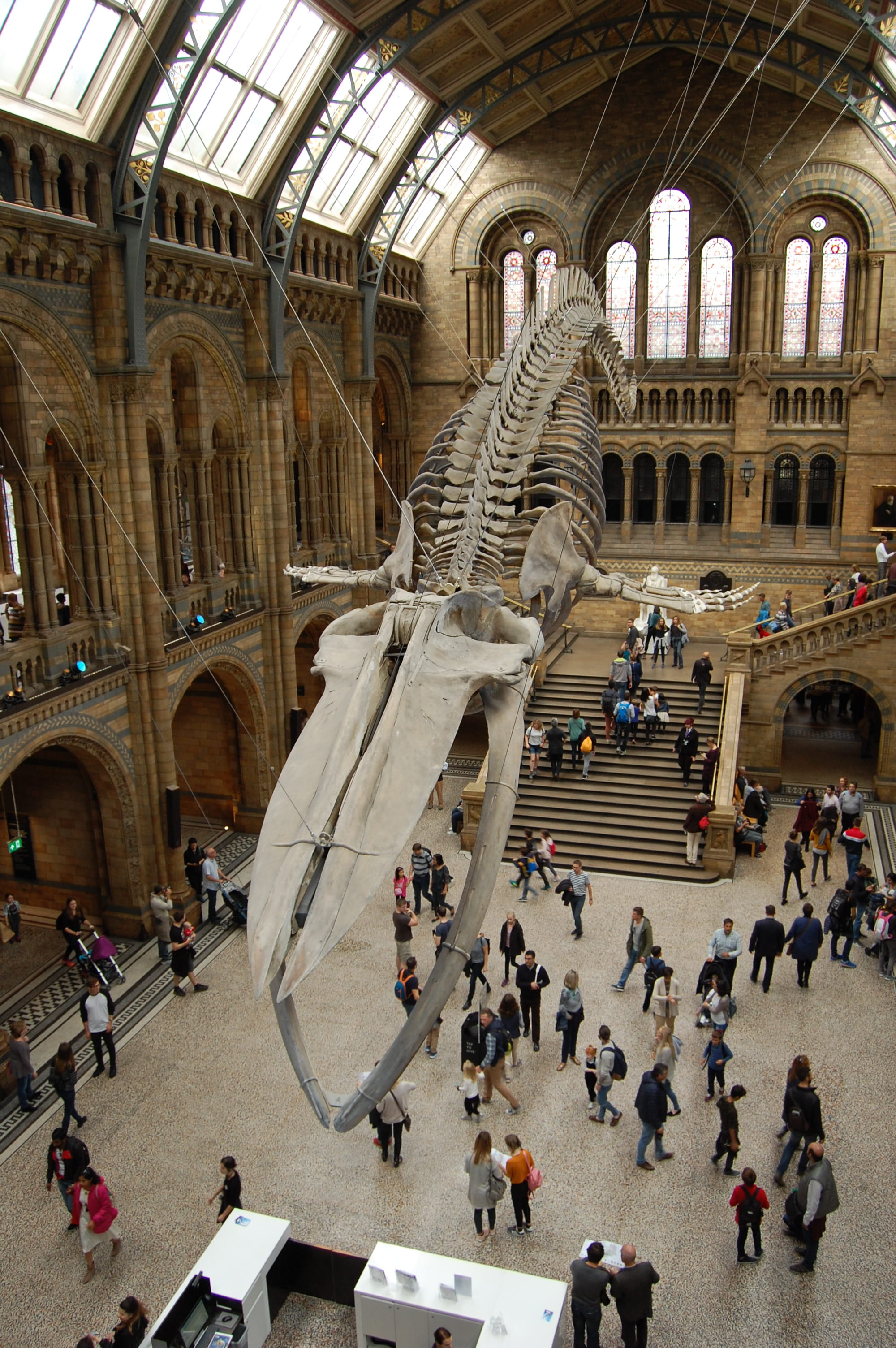 ceiling, arch, architectural column, travel destinations, 2K, crowd, large group of people, group of people, natural history museum, adult, real people, Phone HD Wallpaper