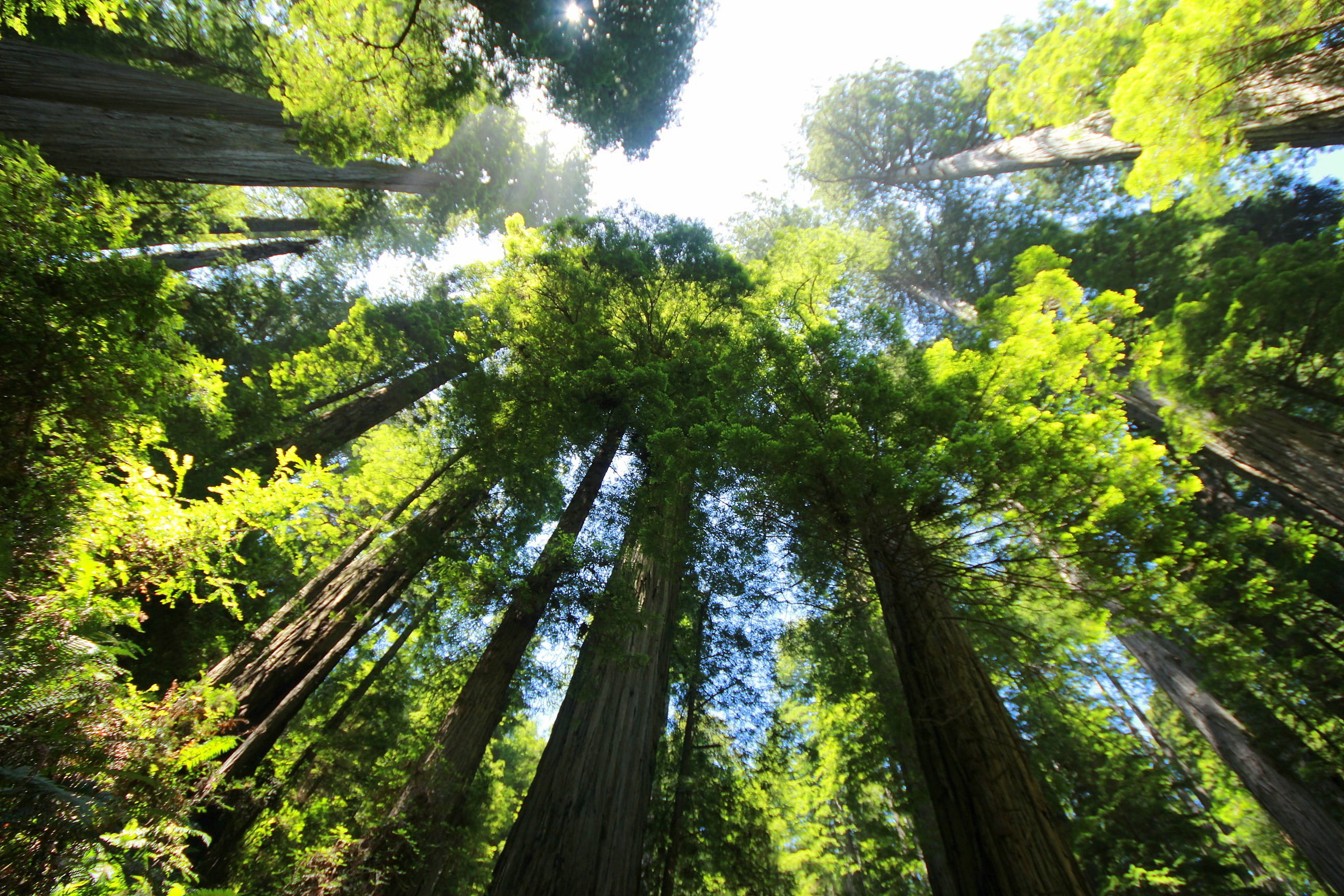 tall - high, large, woodland, growth, nature, land, low angle view, forest, tree trunk, plant, tranquil scene, bamboo - plant, big, tree, redwood tree, HD Wallpaper