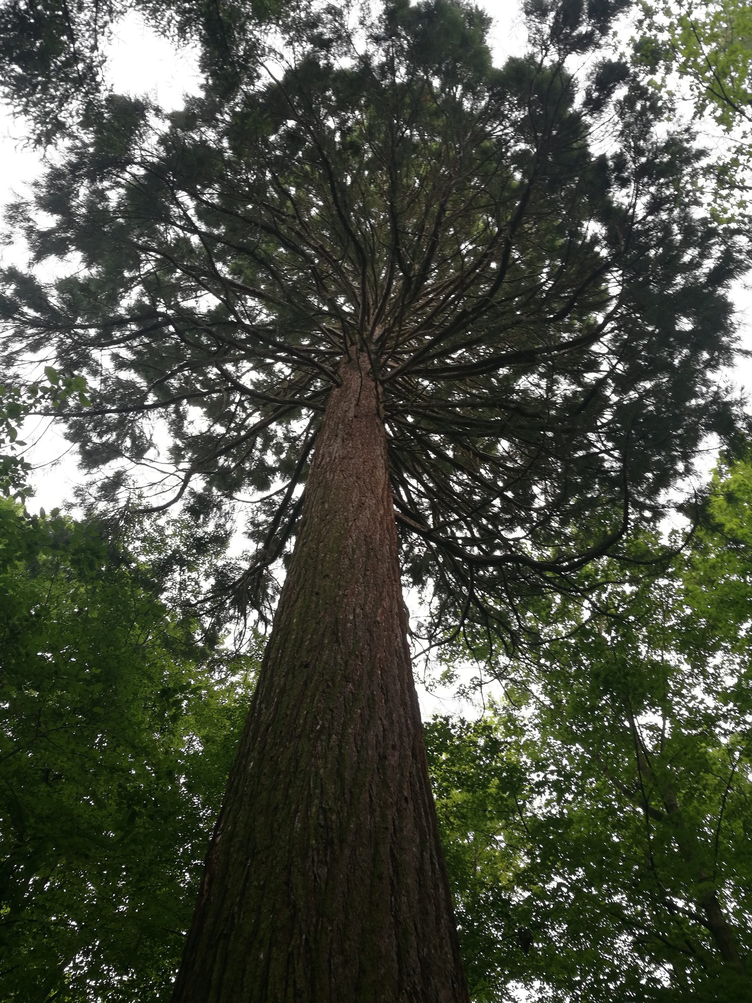 forest, beauty in nature, no people, plant, sequoia, growth, land, tree canopy, bark, mammoth, tall - high, trunk, tranquility, directly below, green color, Phone HD Wallpaper