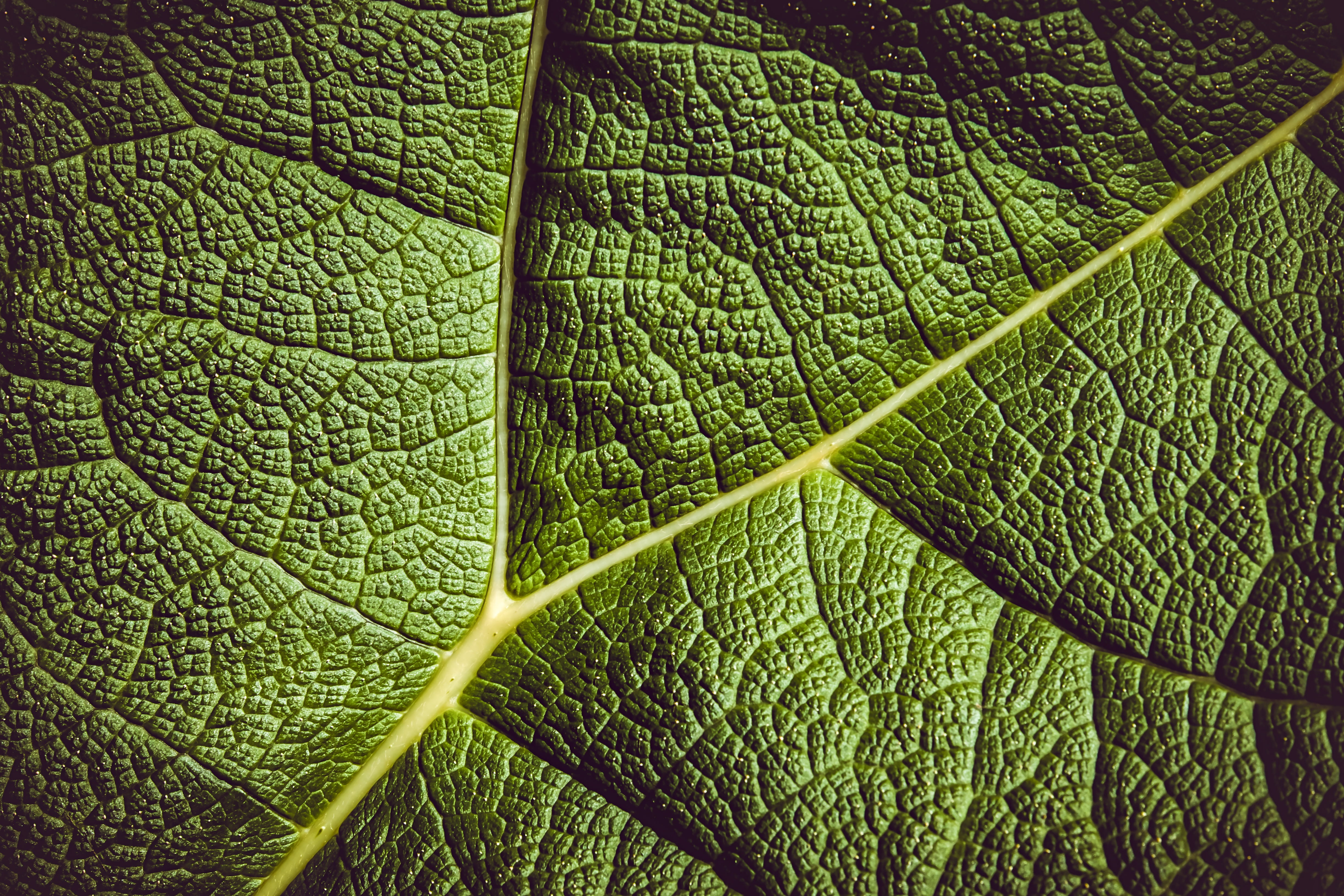 backgrounds, shot, full frame, plant, food and drink, garden plant, background, outdoors, textured, mammoth sheet, close, ornamental plant, mammoth leaf gunnera, HD Wallpaper