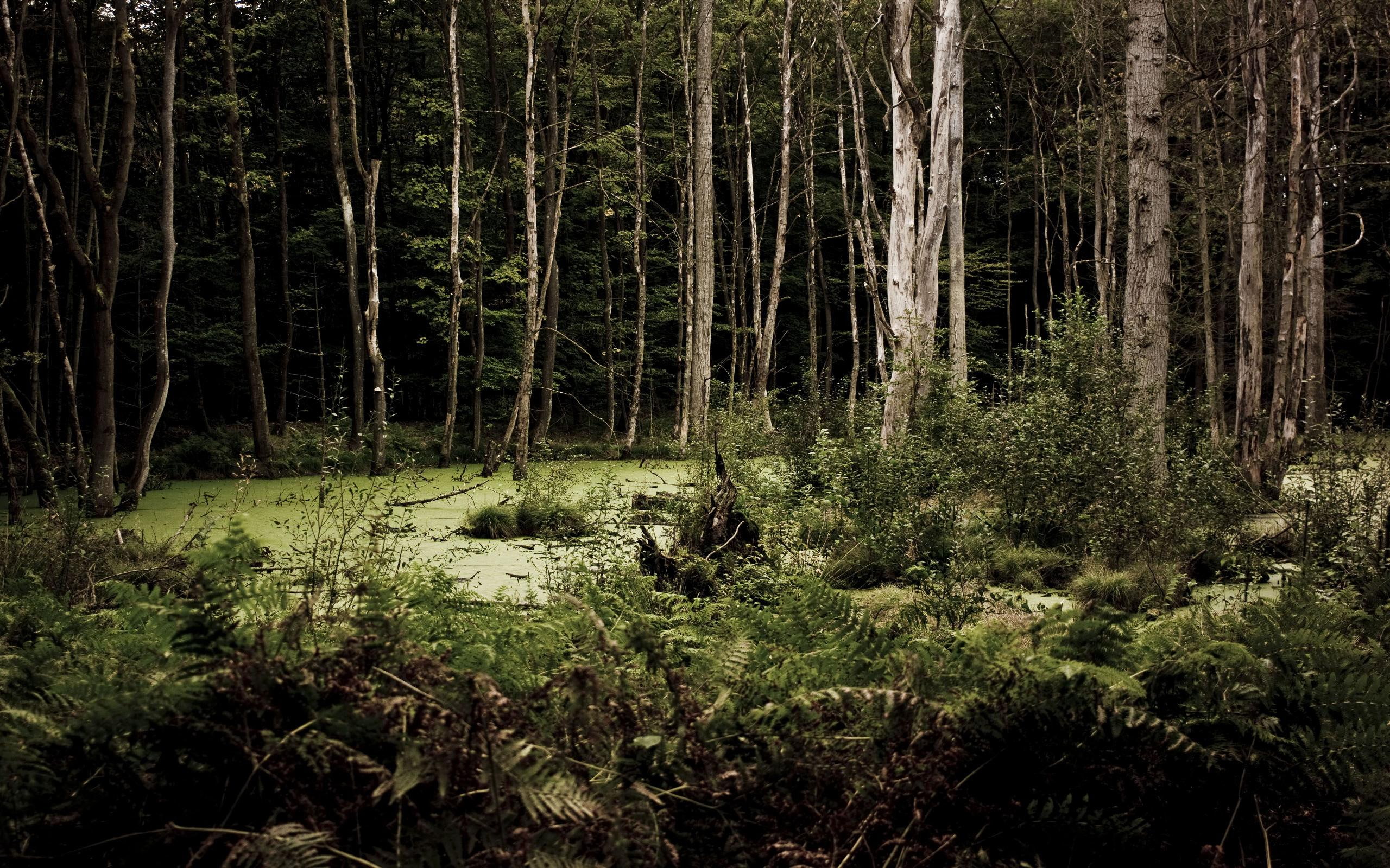 woods, dark, nature and landscapes, forests, trees, dreary, 2K, HD Wallpaper