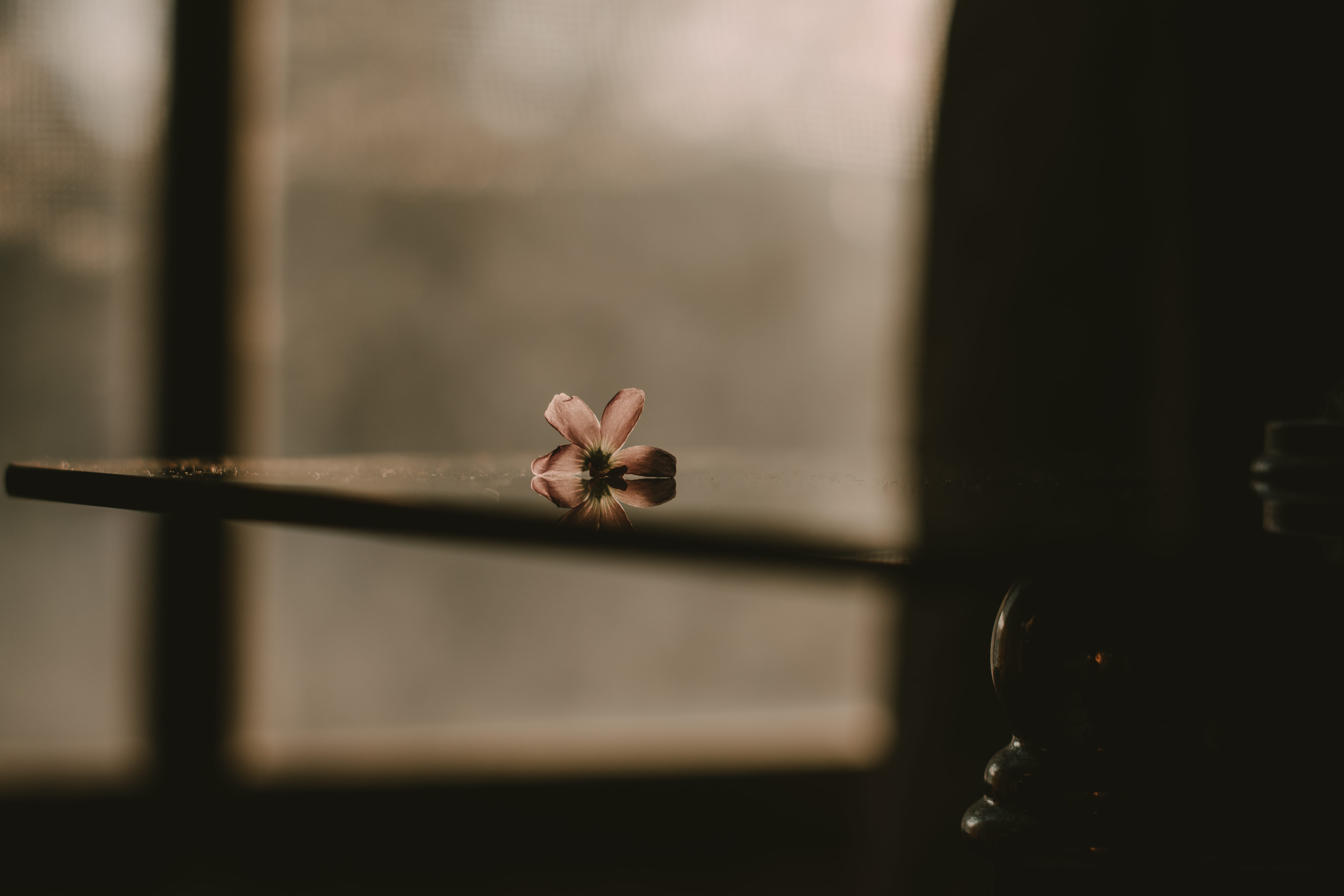 transparent, dreary, animal wildlife, table, animal, petaled, window, room, glass - material, 5K, day, nature, dark, one animal, selective focus, inside, HD Wallpaper