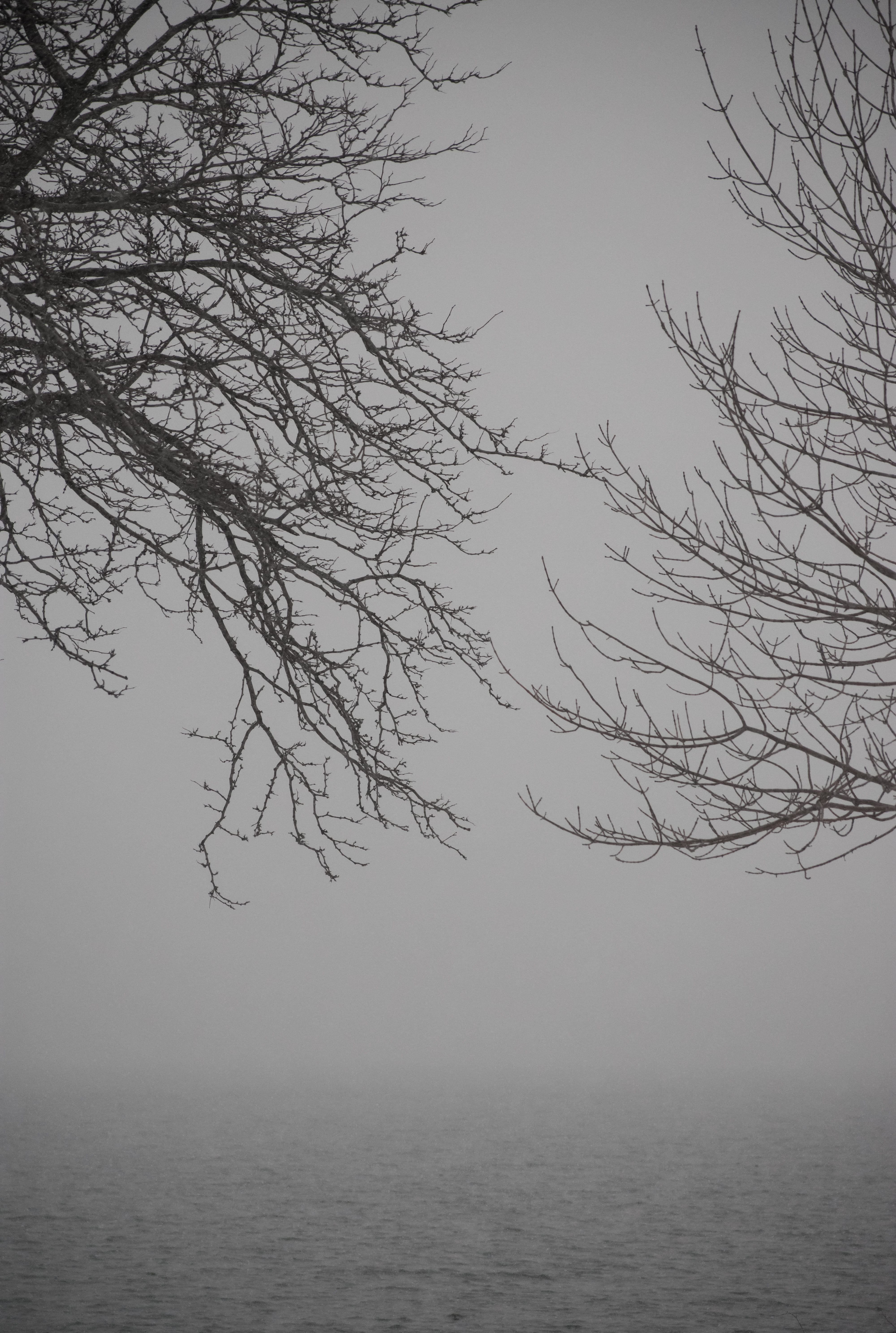 lake, beauty in nature, 5K, fog, forest, scenics - nature, shore, branch, water, no people, waterfront, tranquility, non-urban scene, grey, outdoors, dreary, Phone HD Wallpaper