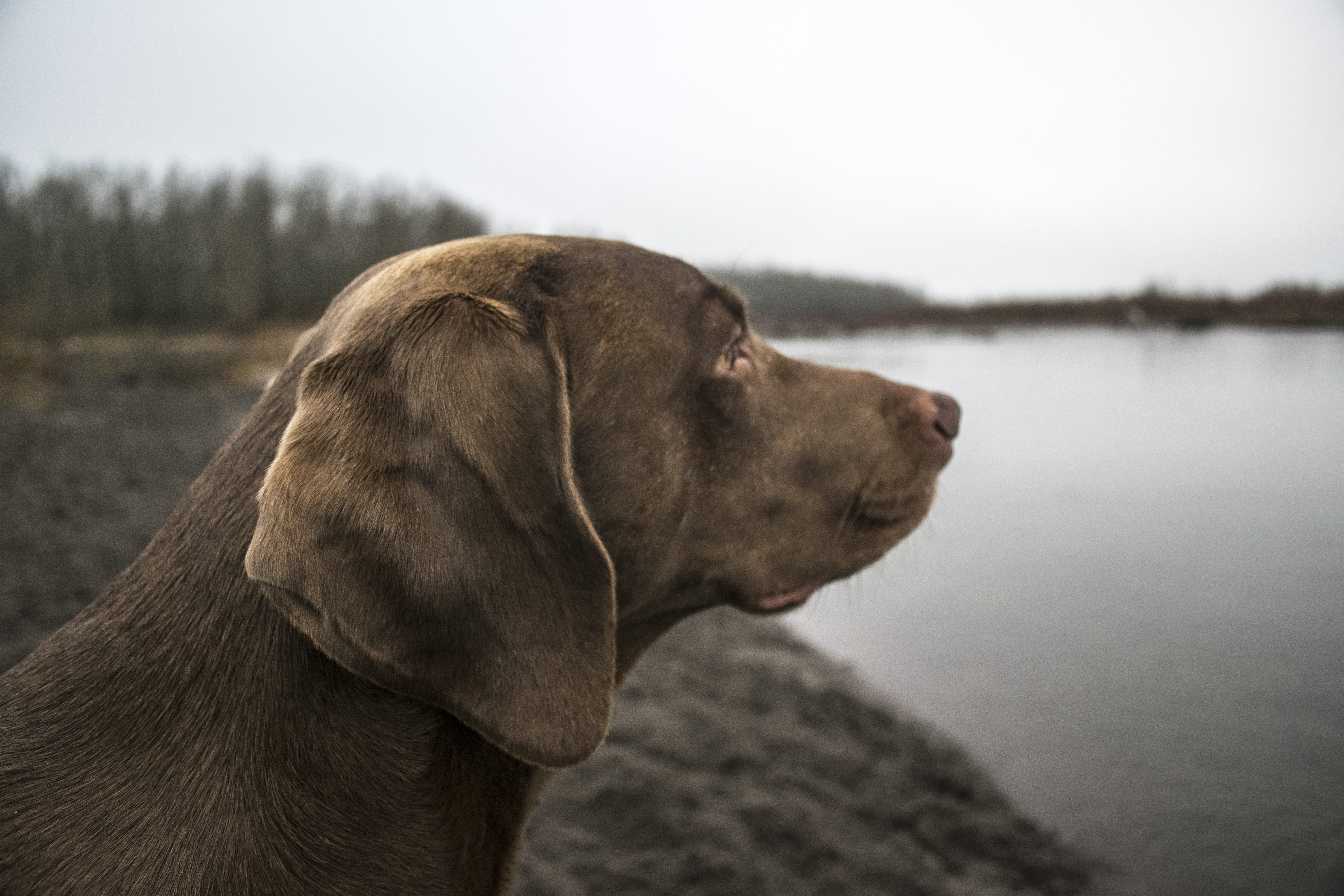 looking away, labrador, columbia, focus on foreground, purebred dog, fall, pet, weimaraner, sand, lake, water, dog, dreary, contemplation, pets, labrador retriever, HD Wallpaper