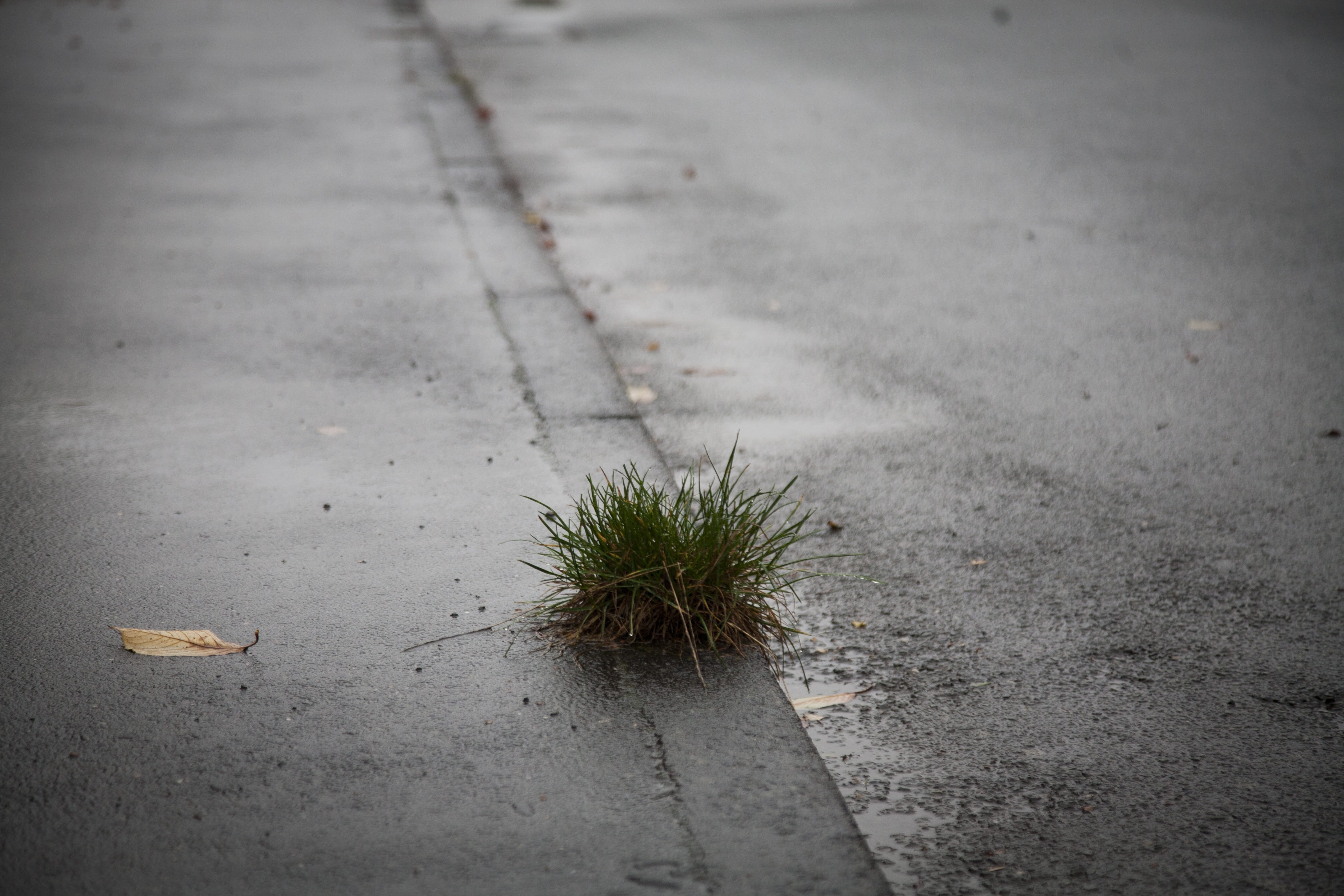 plant, vignette, street, asphalt, Dank, day, dry, leaves, Autumn Mood, leaf, high angle view, rain, footpath, nature, raindrop, growth, raining, wet, concrete, HD Wallpaper