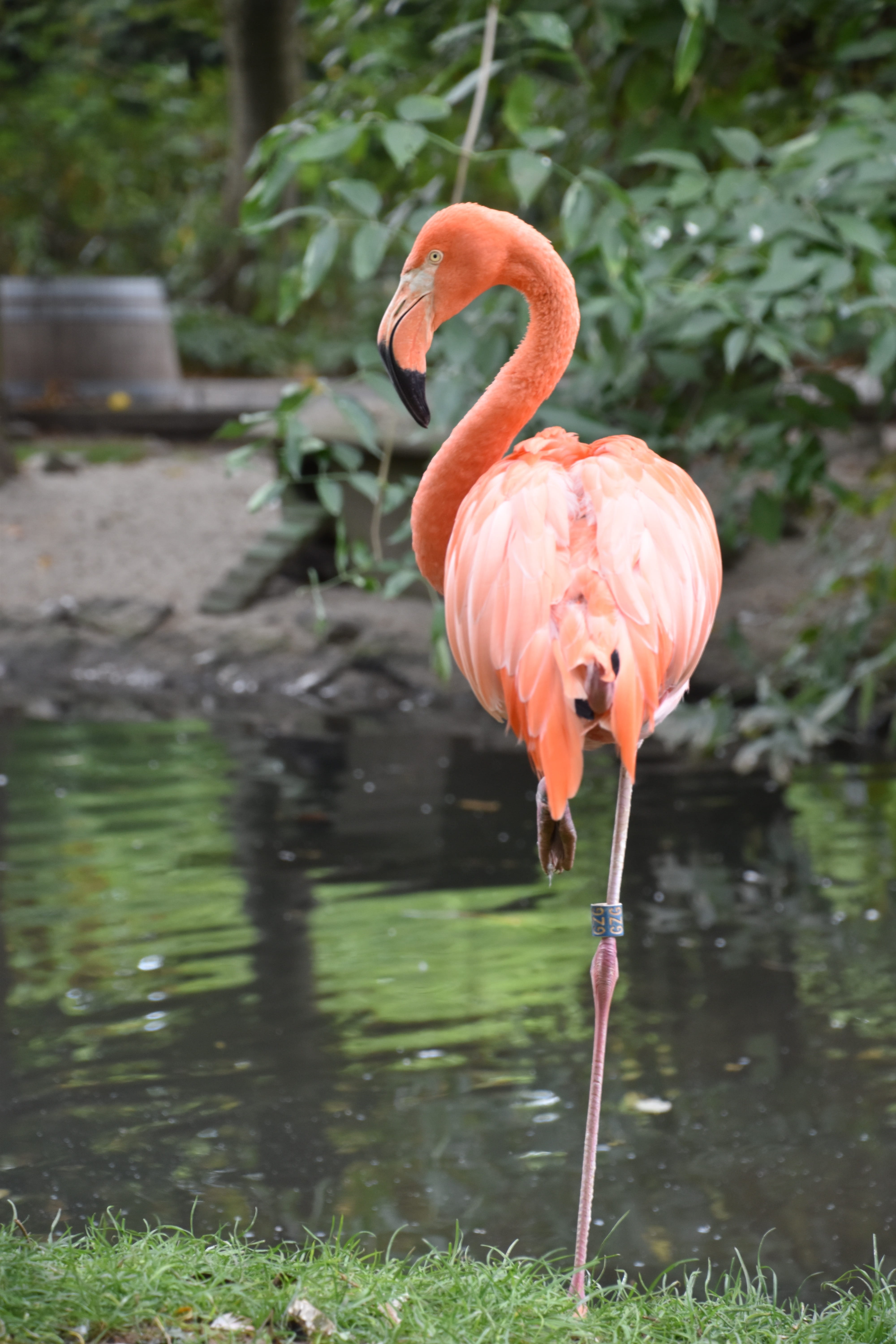 zoo, standing, nature, animals in the wild, animal themes, wings, plumage, water, pink flamingo, lake, vertebrate, animal neck, focus on foreground, color, Phone HD Wallpaper