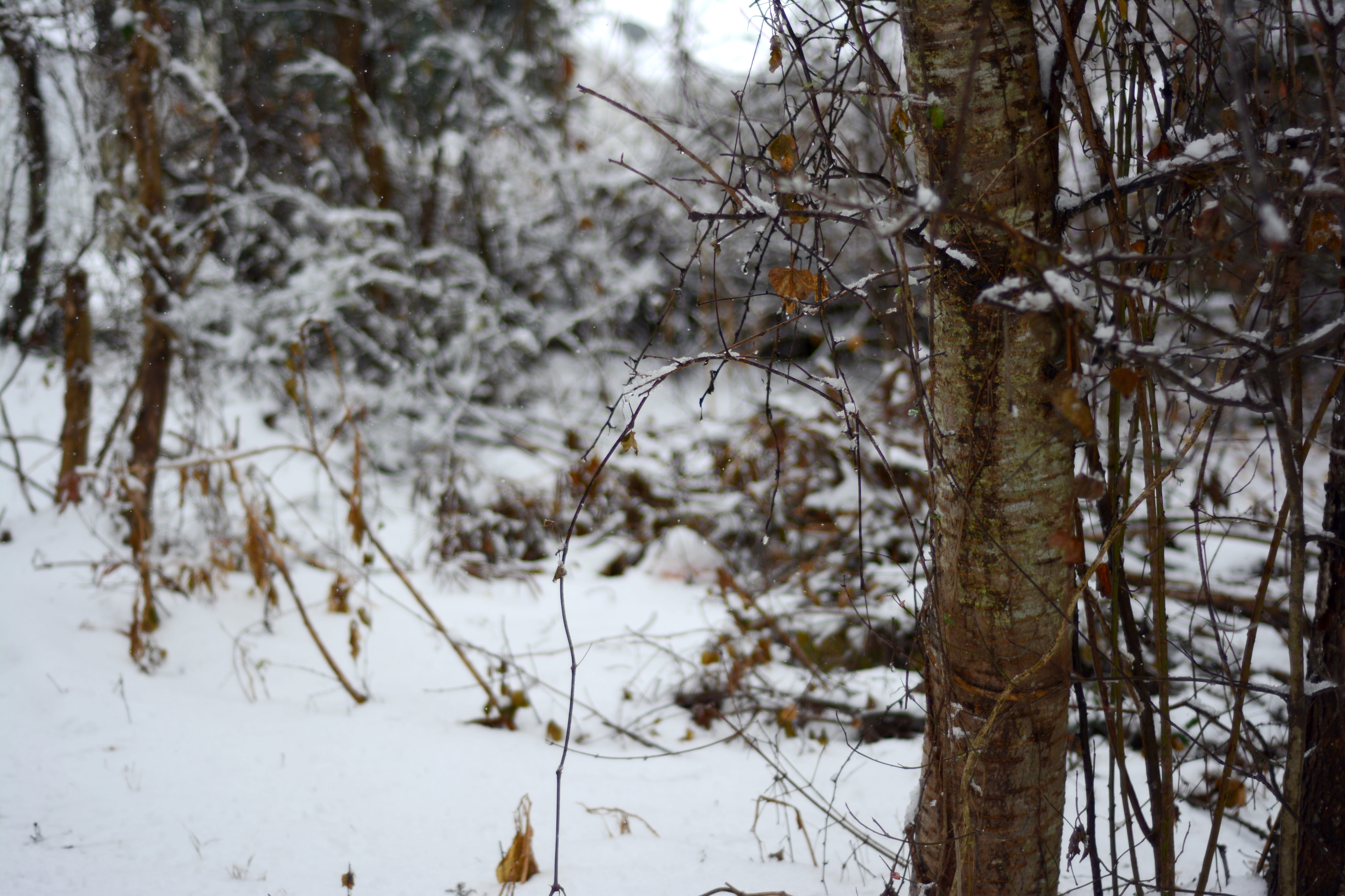 chill, december, solemn, no people, plant, limbs, white color, branch, day, covering, land, tree trunk, frozen, trees, cold temperature, dreary, focus on foreground, HD Wallpaper
