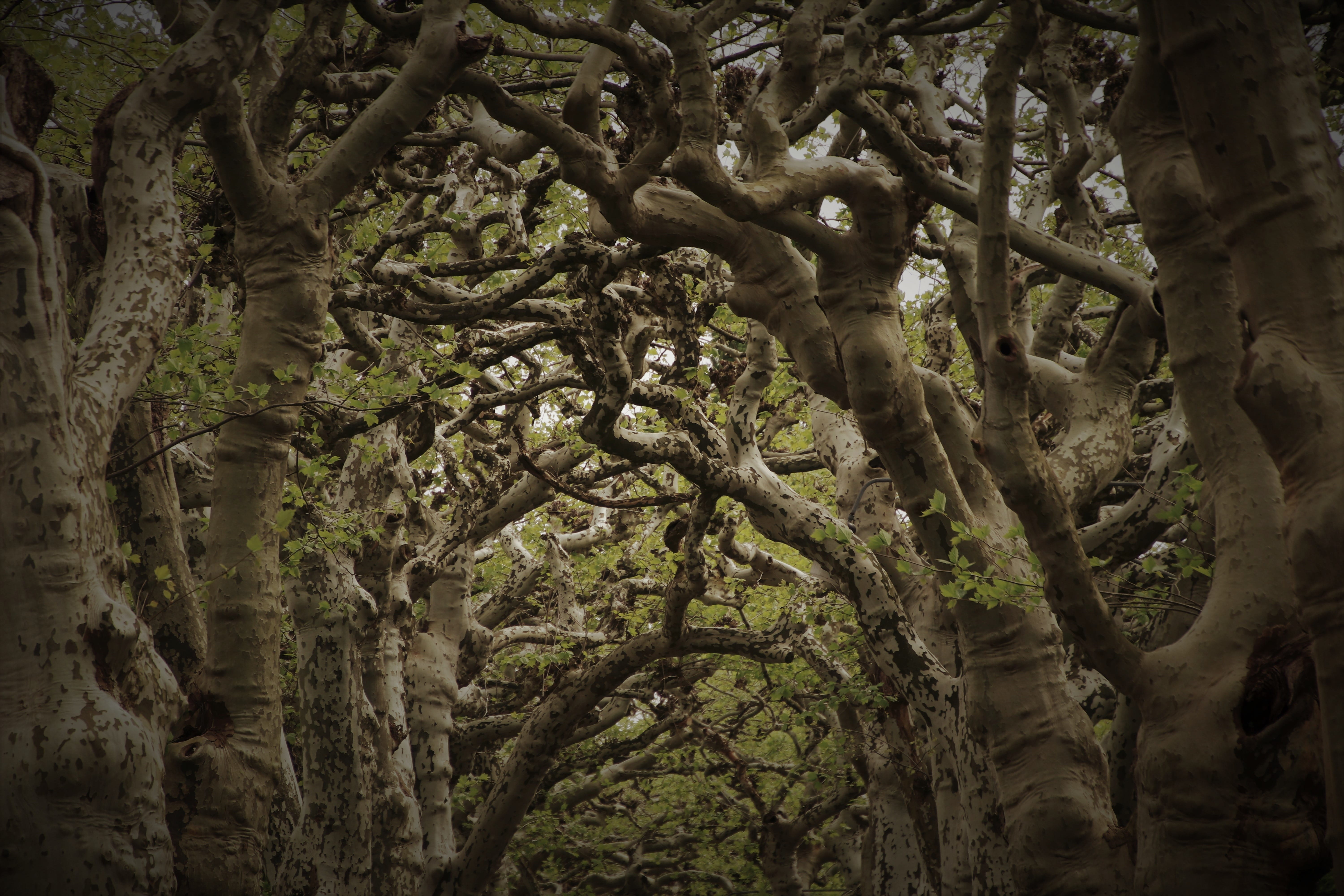 the darkness, trees along the avenue, root, avenue, fairy forest, 5K, day, tribe, dream, mystery, dreary, wood, low angle view, tranquility, backgrounds, HD Wallpaper