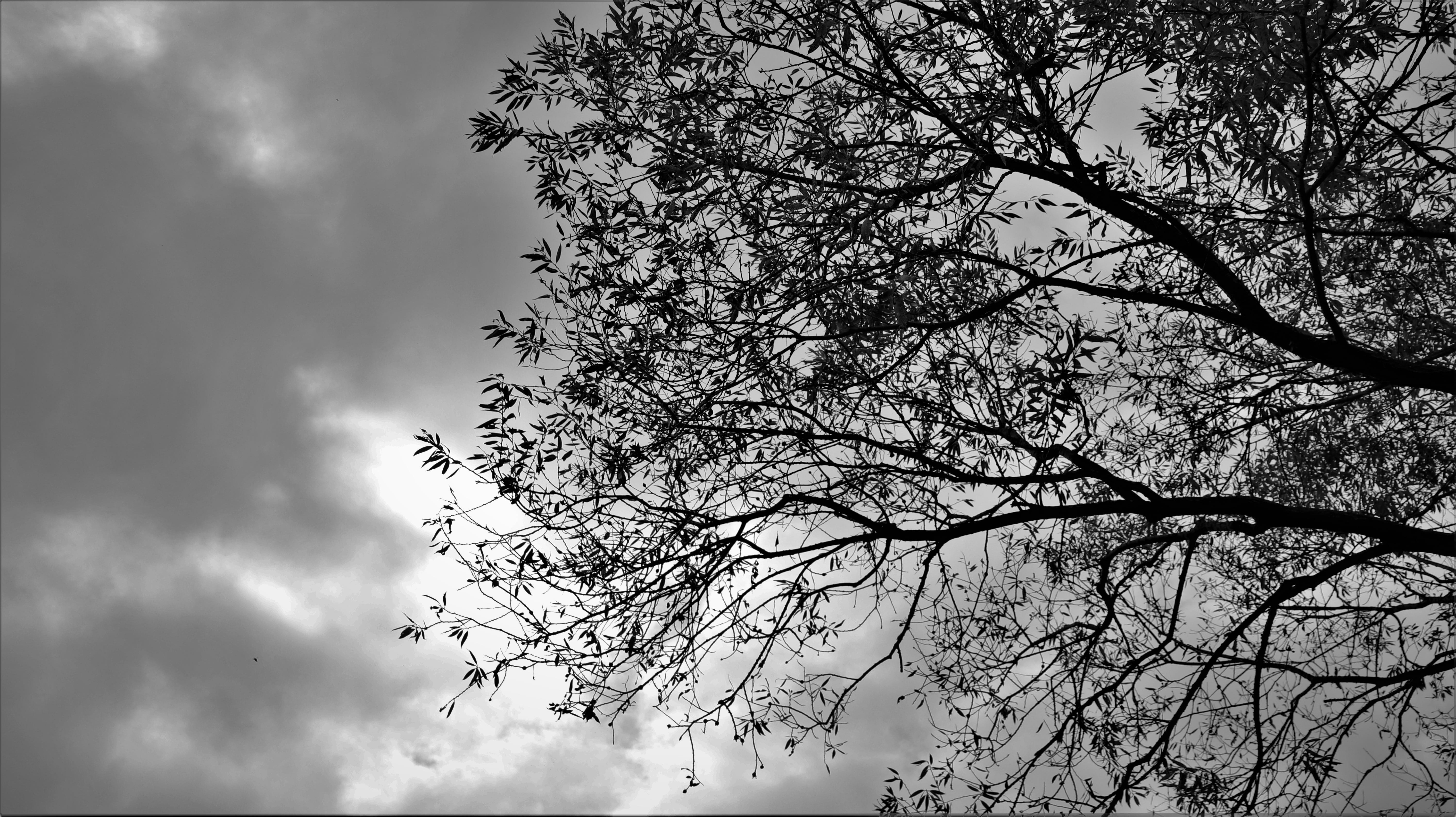 low angle view, sky, forest, garden, the leaves, branch, these people, overcast, no people, plants, leaves, cloud, sea, the nature of the, cloud - sky, HD Wallpaper