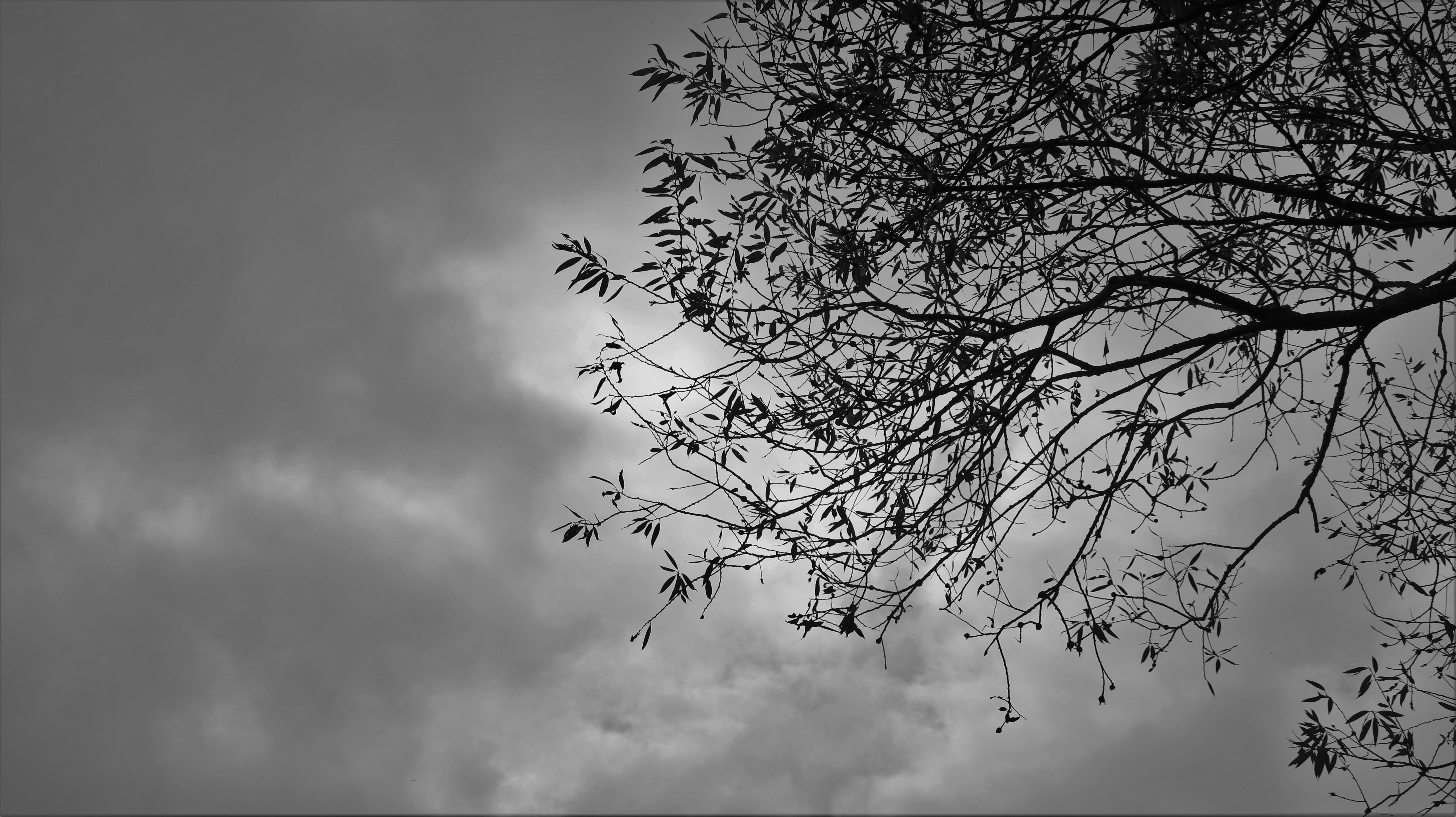 growth, outdoors, natural, sky, cloudy, dreary, black, tree roots, these people, bare tree, root, sea, classic new, sunny, with me they, animal themes, HD Wallpaper