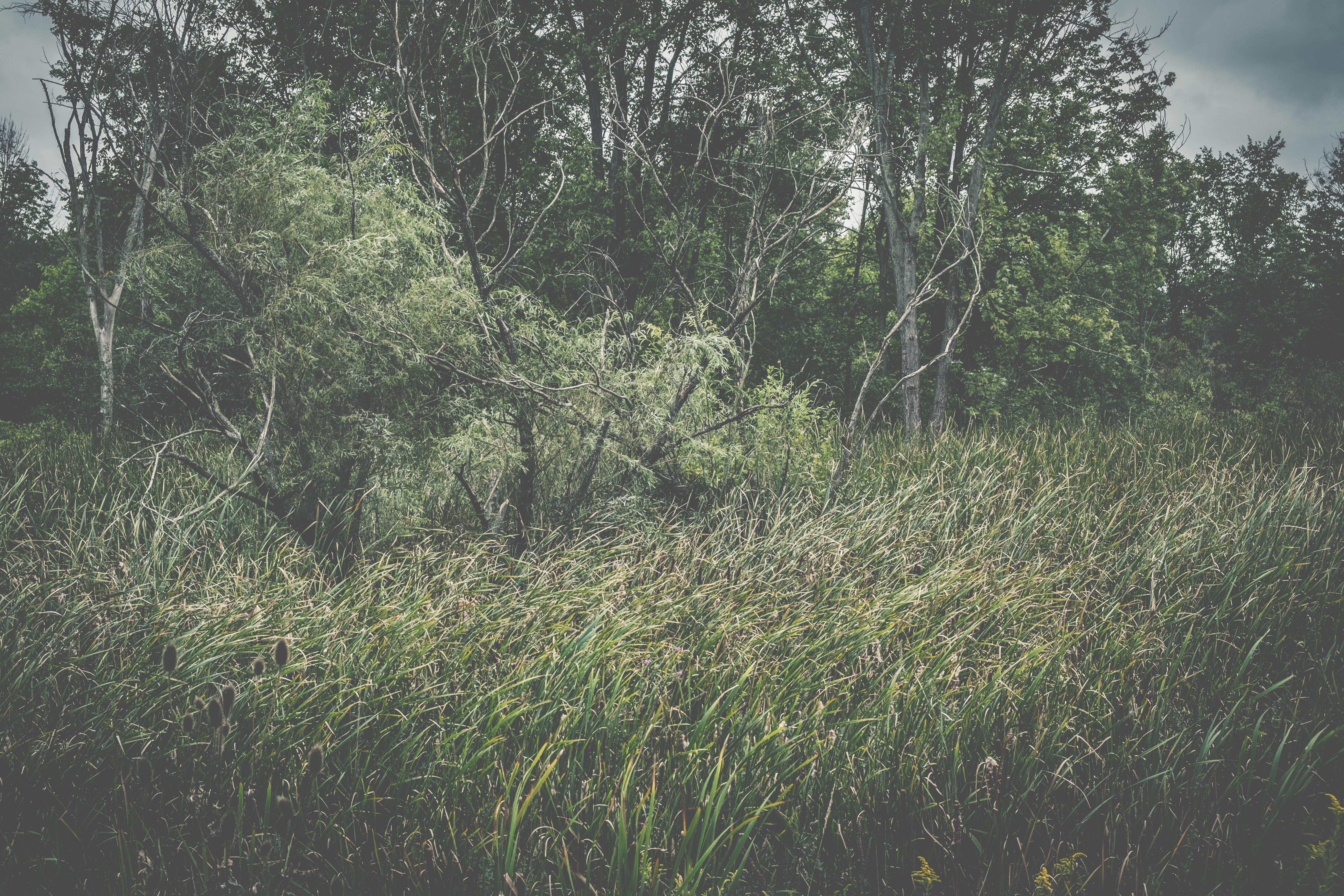 branch, peninsula, field, beauty in nature, growth, tranquility, landscape, grass, dark, plants, 5K, no people, scenics - nature, land, non-urban scene, HD Wallpaper