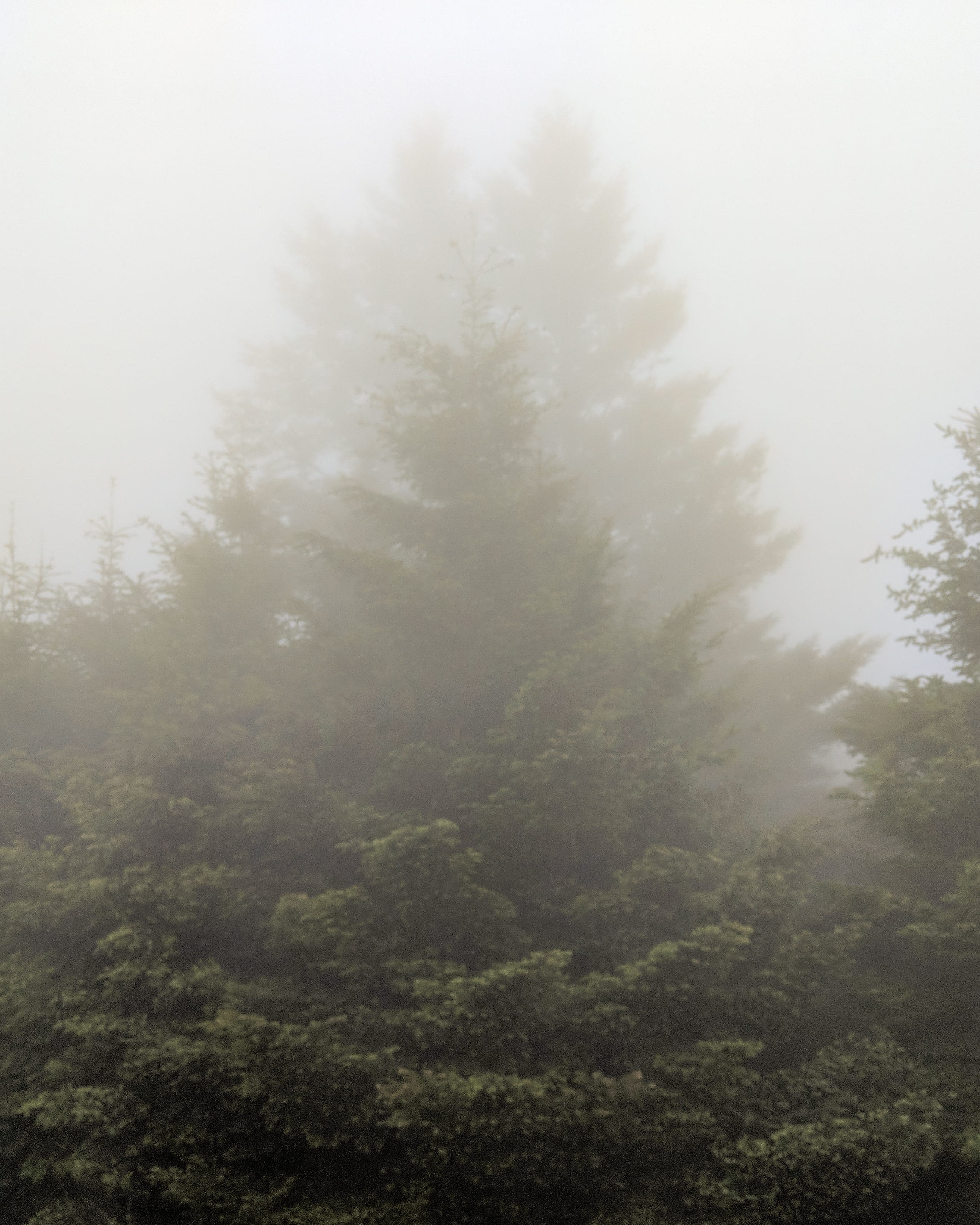 beauty in nature, outdoors, nature, landscape, morning, 2K, fog, scenics - nature, plant, no people, tree, woodland, dusk, land, mountains, hidden, environment, Phone HD Wallpaper