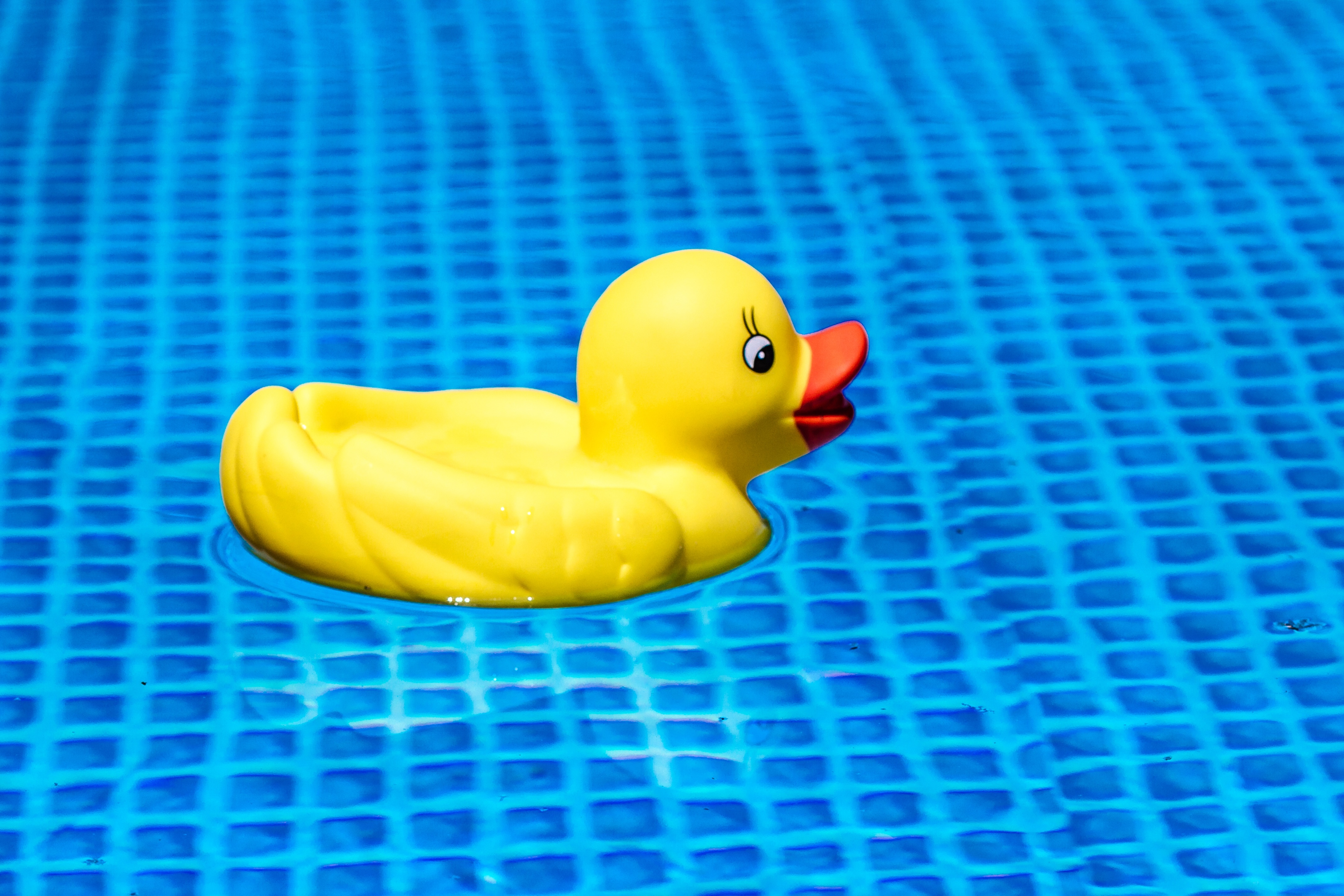 indoors, duck, 4K, child, ducky, time of year, sunny, animal representation, rubber, heiss, representation, play, rubber duck, pool, fun, attitude to life, HD Wallpaper