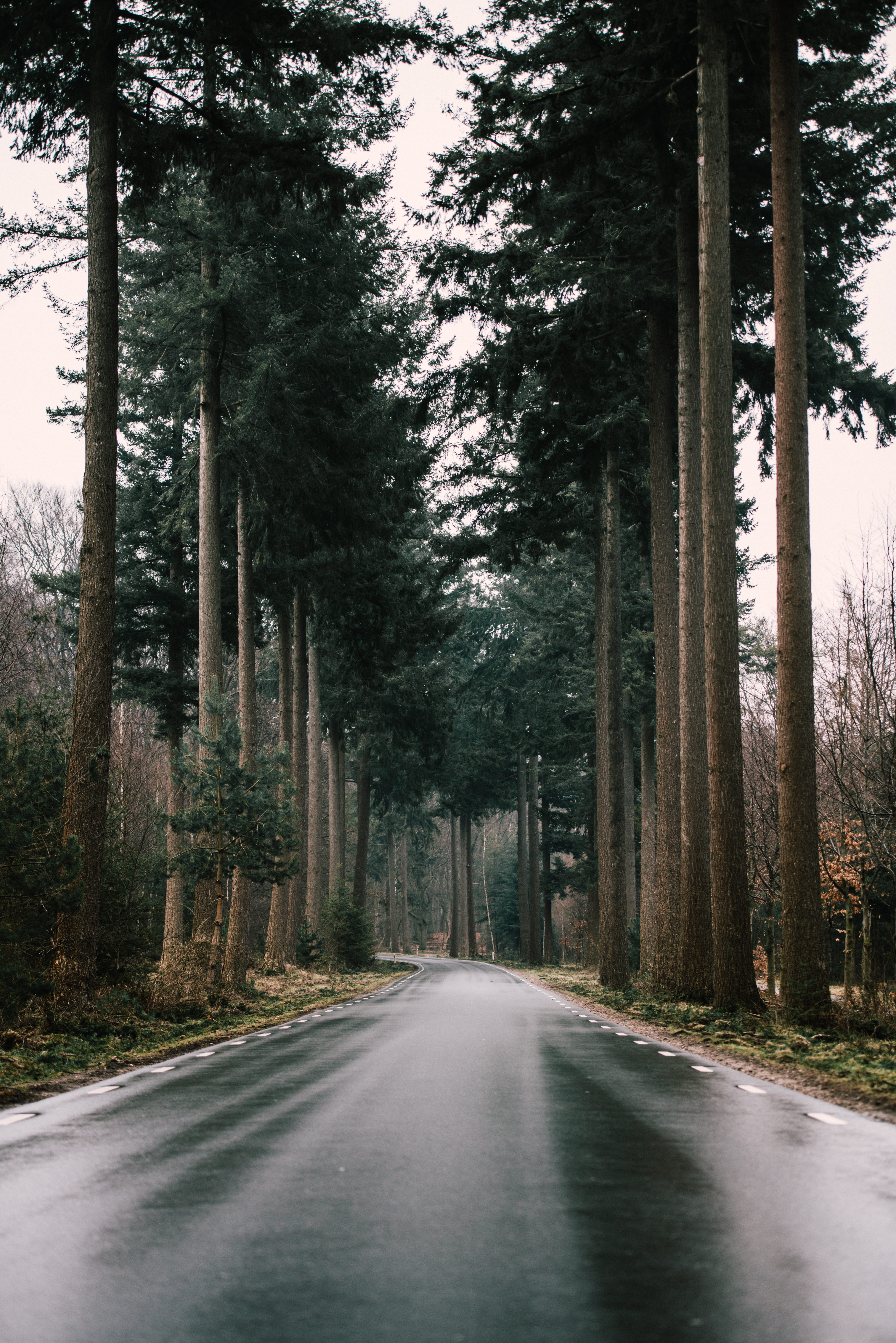 dreary, reflect, growth, outdoors, tree trunk, surrounded, landscape, beauty in nature, wood, nature, the way forward, path, plant, direction, gloomy, forest, Phone HD Wallpaper