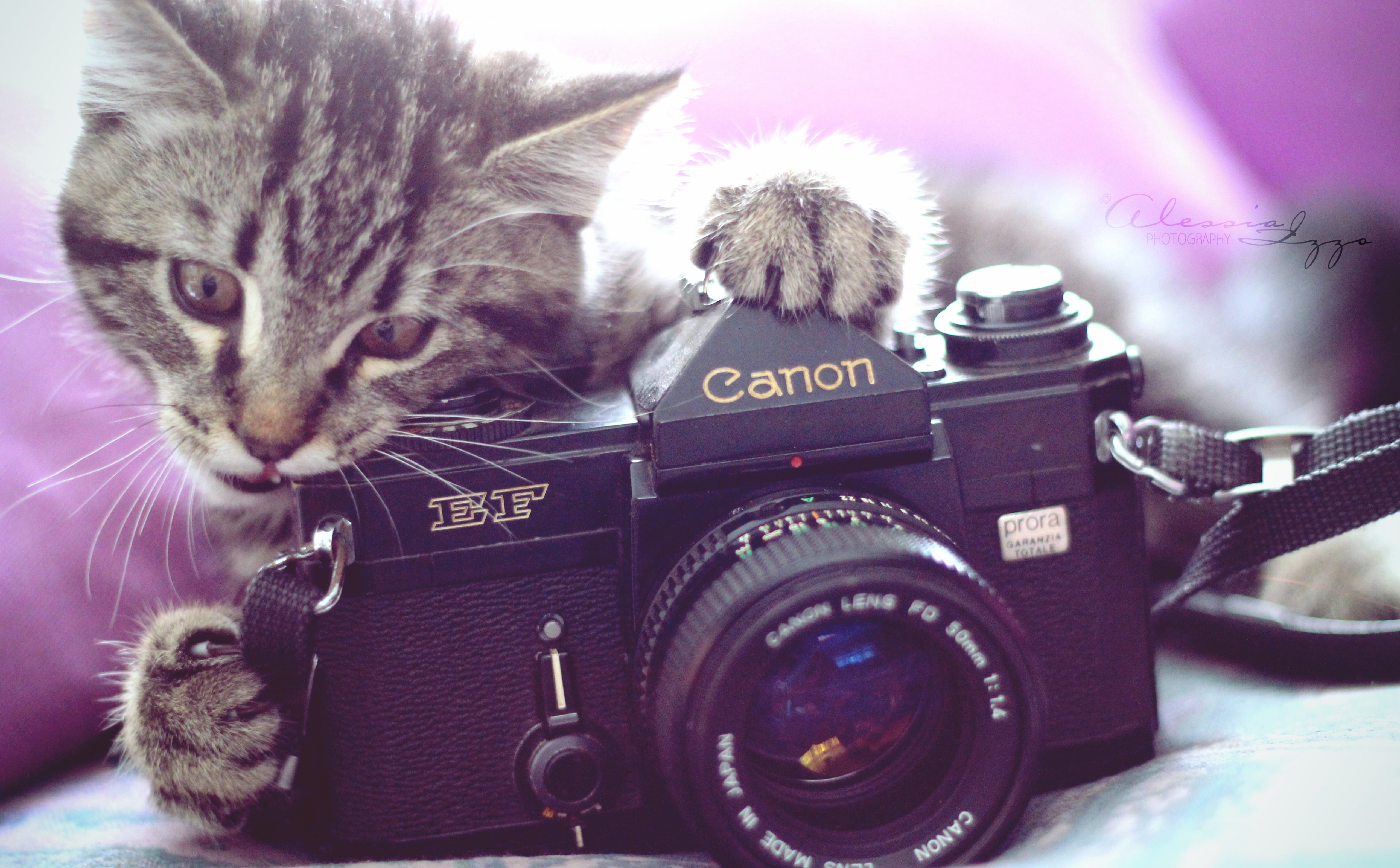 canon, cat, one animal, photographic equipment, photography themes, whisker, slr, domestic cat, digital camera, animal themes, black, work, Cute, Funny, HD Wallpaper