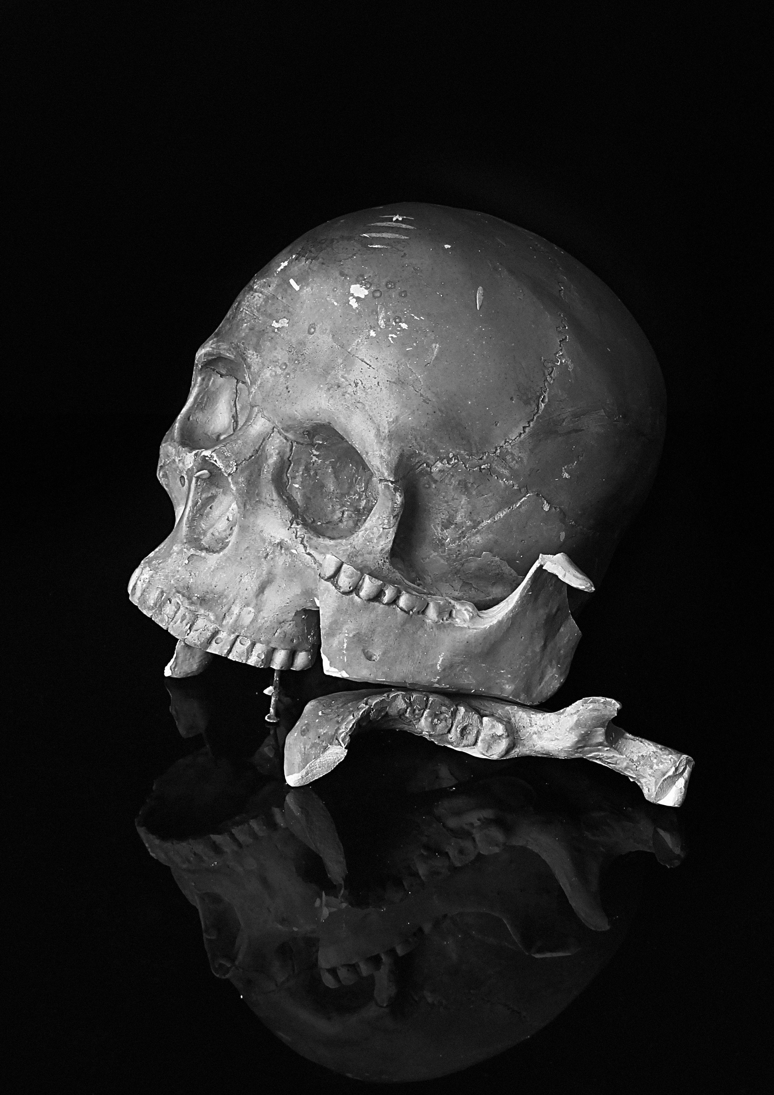 water, texture, close-up, black white, studio, emotion, bone, black and white, animals in the wild, indoors, way of thinking, skull, reptile, b w photography, Phone HD Wallpaper