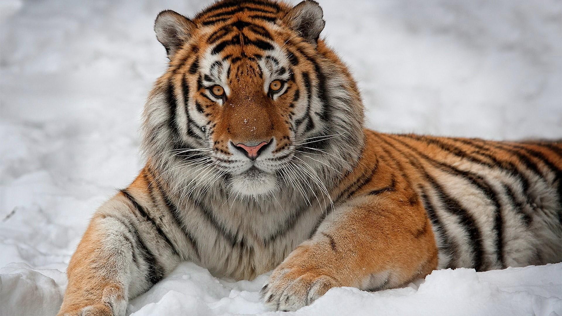 snow, 1080P, animals, tigers, tiger, HD Wallpaper