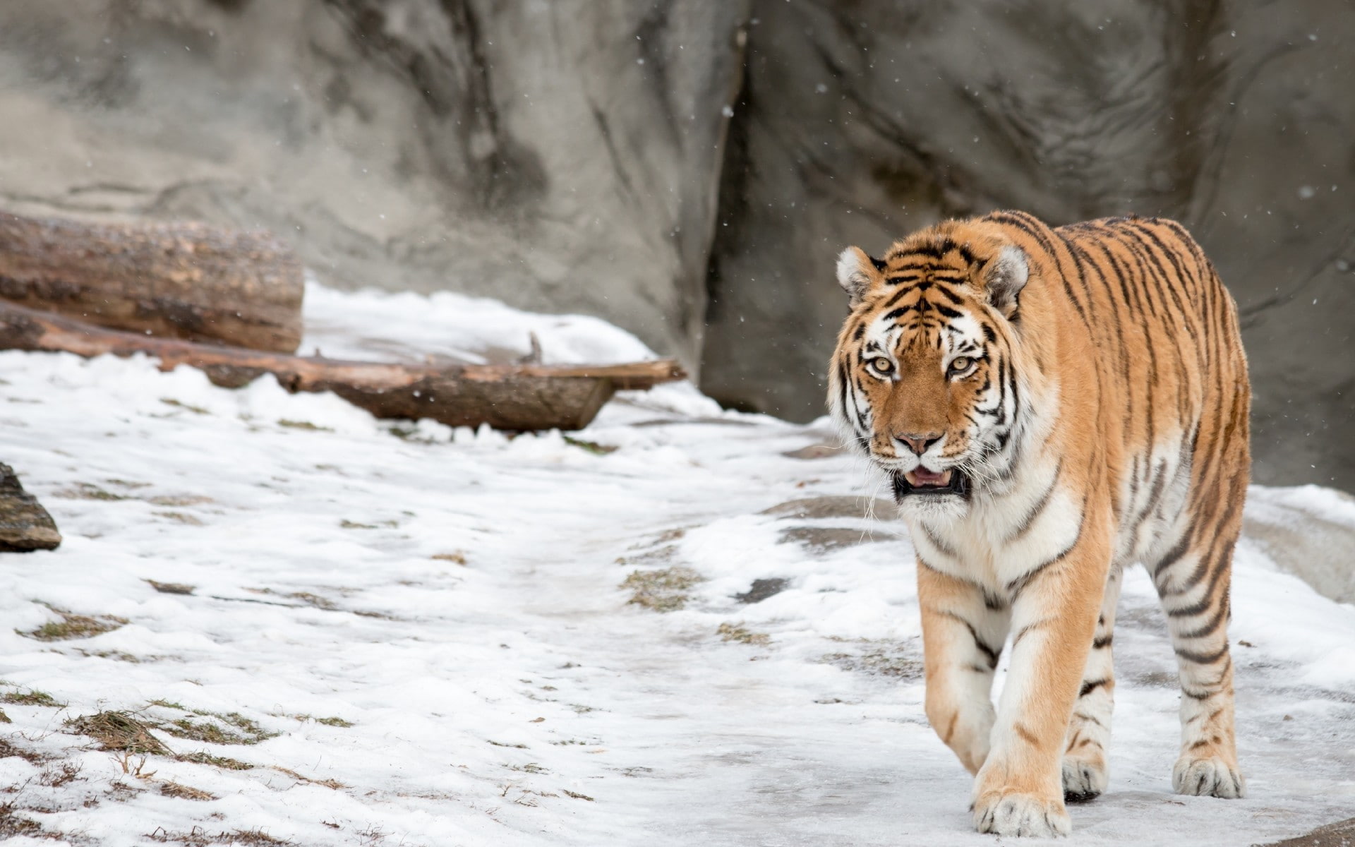 vertebrate, zoo, outdoors, mammal, cat, feline, cold temperature, whisker, no people, animal, winter, 1080P, animals, one animal, nature, tiger, carnivora, HD Wallpaper