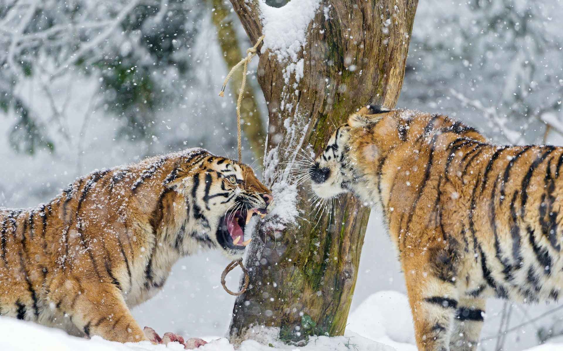 no people, cold temperature, snowing, mouth open, carnivora, tiger, big cat, nature, feline, mammal, animal themes, 1080P, vertebrate, animal wildlife, HD Wallpaper
