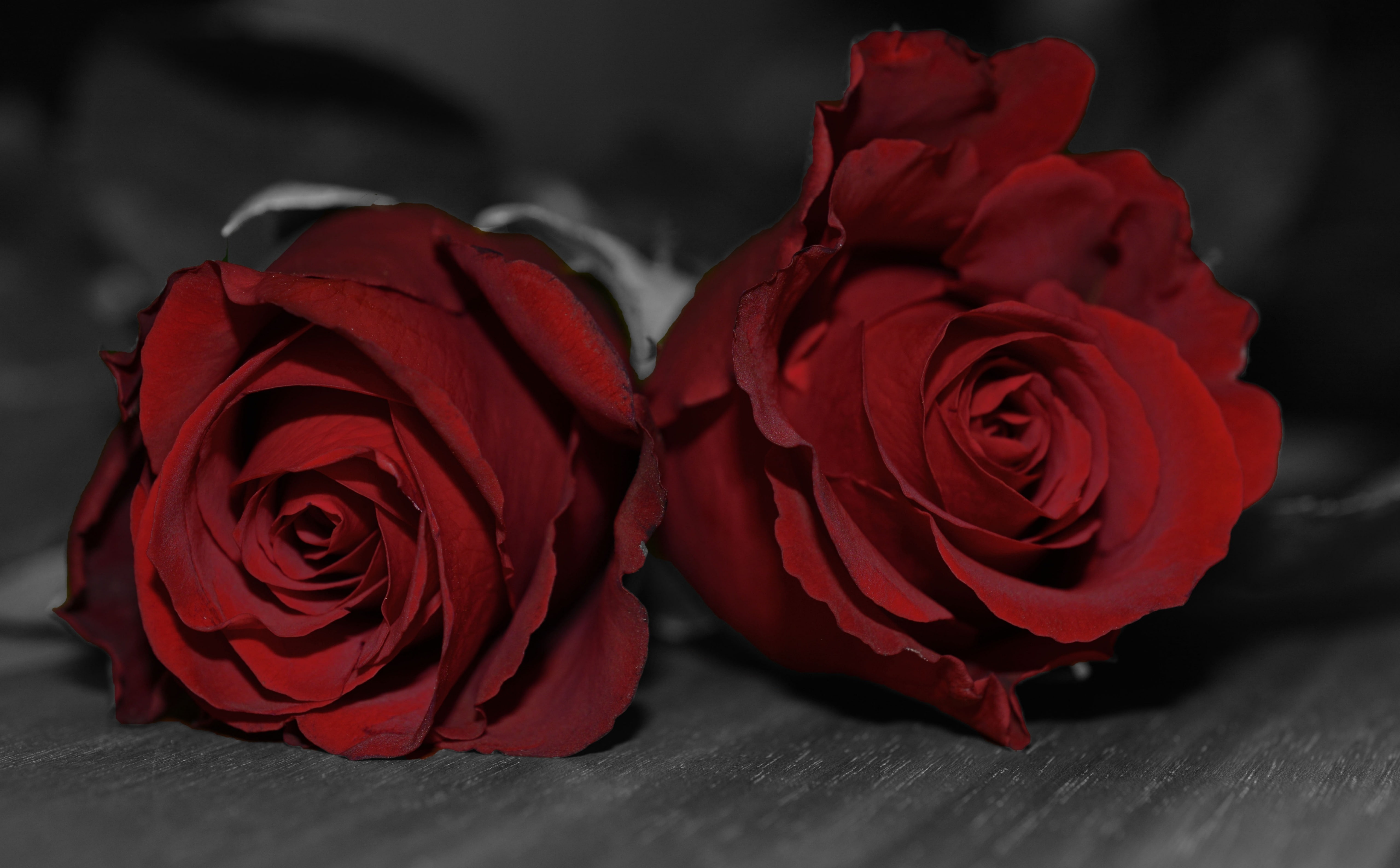 flowering plant, rose, flower, Valentines Day, nature, dark, two, freshness, Bloom, Holidays, flower head, close-up, valentines day - holiday, roseflower, HD Wallpaper