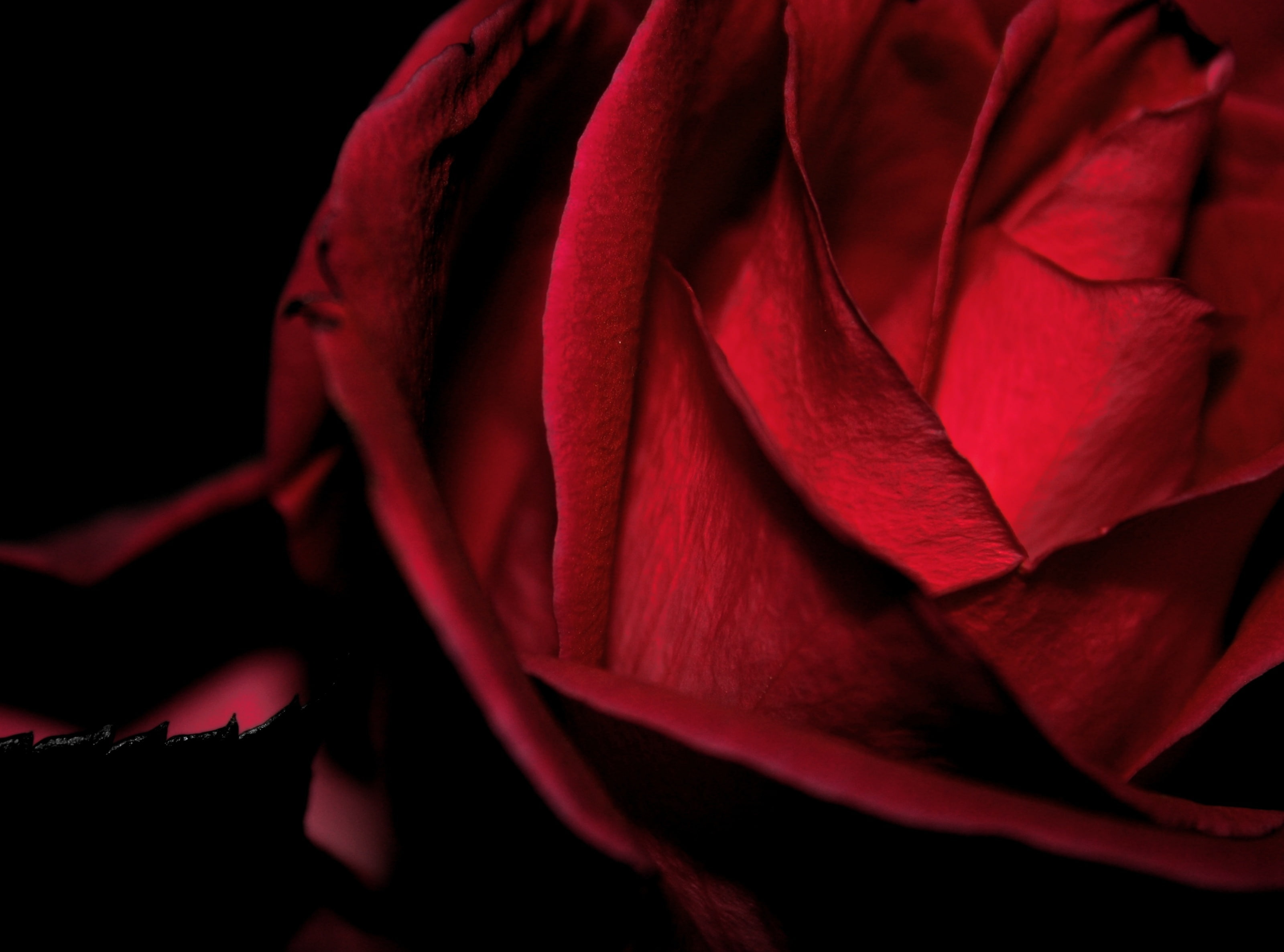 romantic, Cool, Color, valentinesday, Macro, flores, vibrant, Rose, Aero, Colours, dark, 2K, Valentine, Petals, Valentines, Colour, Love, Flower, Black, HD Wallpaper