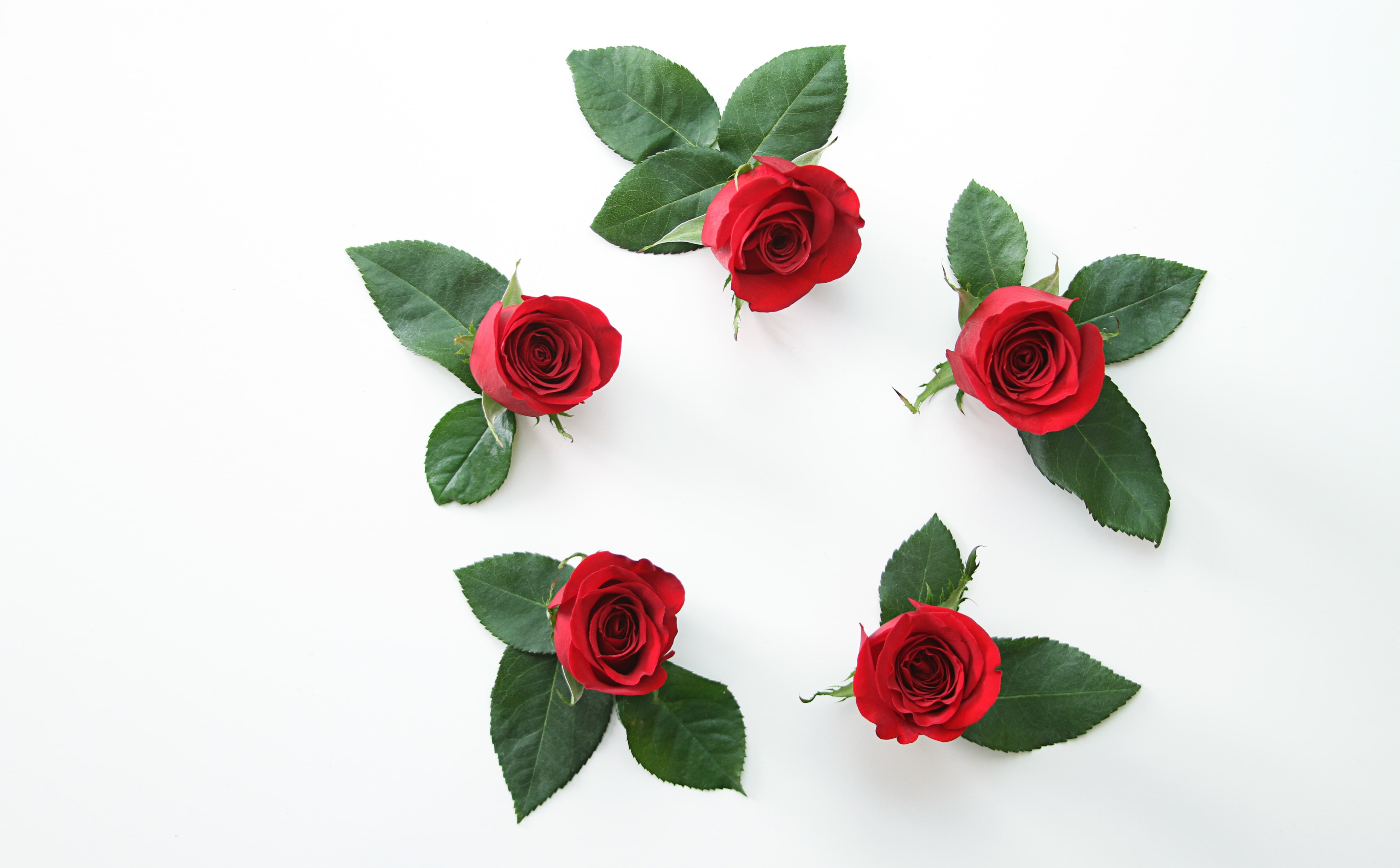 Beautiful, plant part, petal, freshness, leaf, vulnerability, no people, Roses, plant, flower arrangement, Holiday, White, redroses, green color, close-up, HD Wallpaper