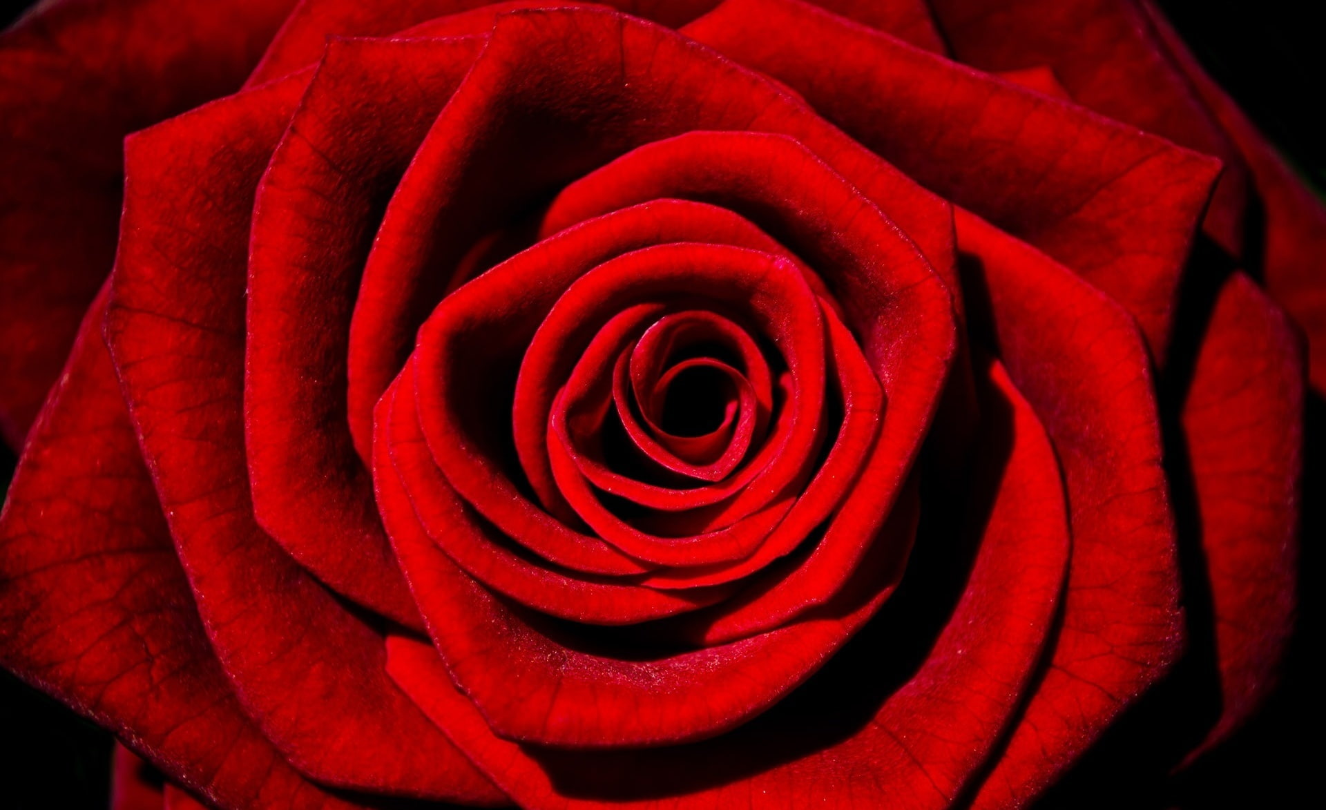 no people, Flowers, inflorescence, Love, Beauty, flowering plant, petal, flower head, announcements, Season, Holidays, 1080P, red, Valentines Day, Background, HD Wallpaper