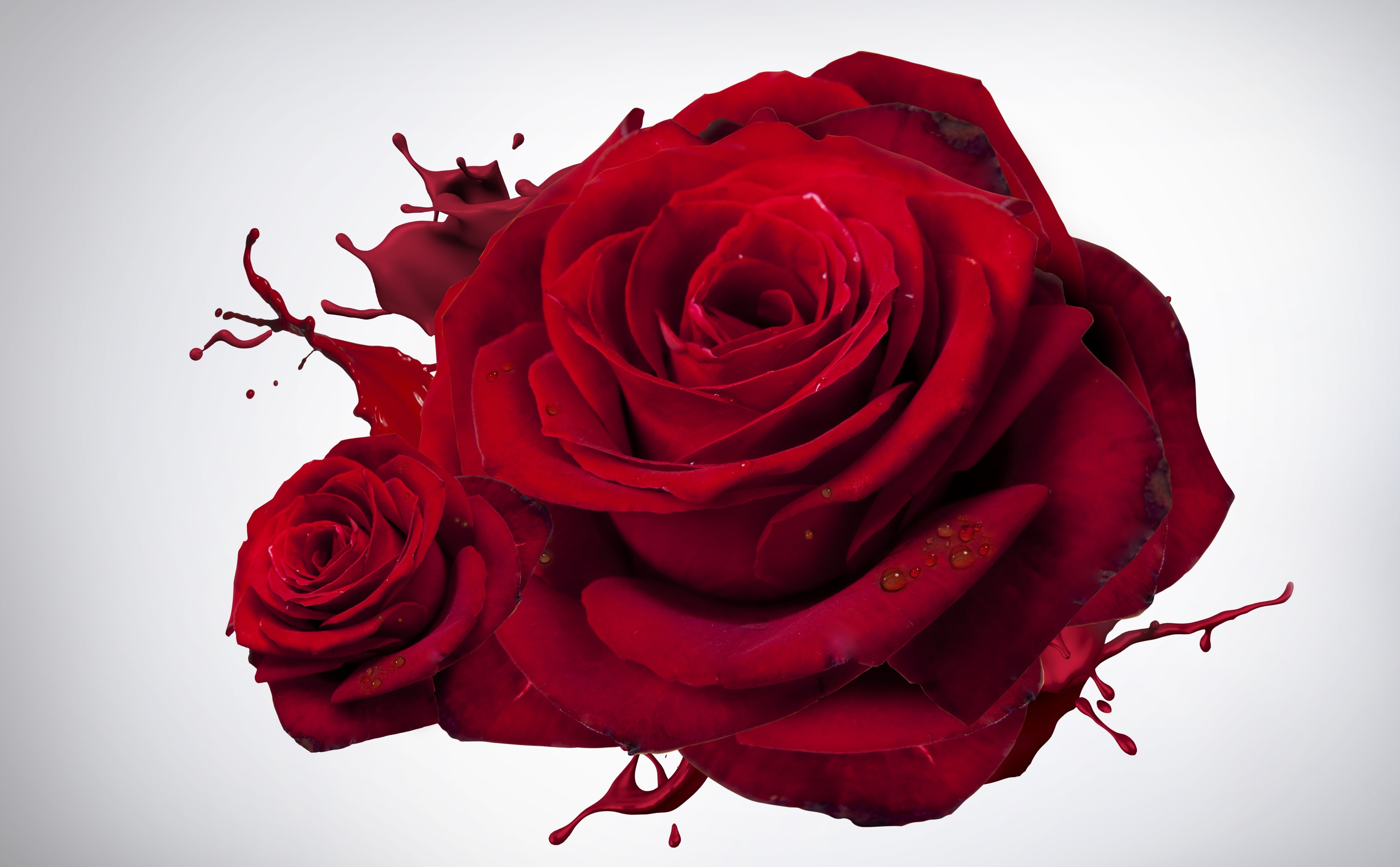 flowering plant, Rose, nature, close-up, flower head, maroon, roses, Flowers, studio shot, Meadow, no people, red, valentinesday, flower arrangement, indoors, HD Wallpaper