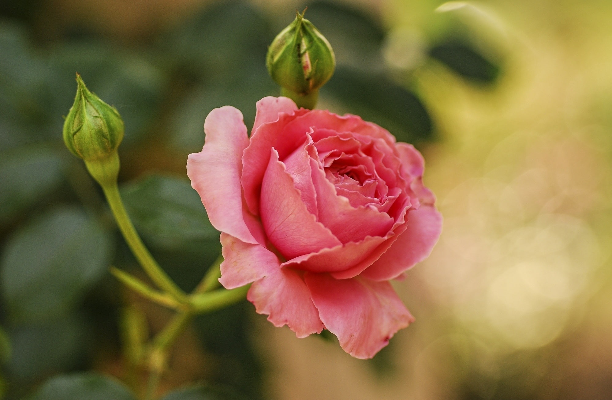 Celebration, plant, Summer, Rose, flower head, outdoors, focus on foreground, Flower, pinkrose, fragility, inflorescence, Cute, Nature, valentinesday, Romance, HD Wallpaper