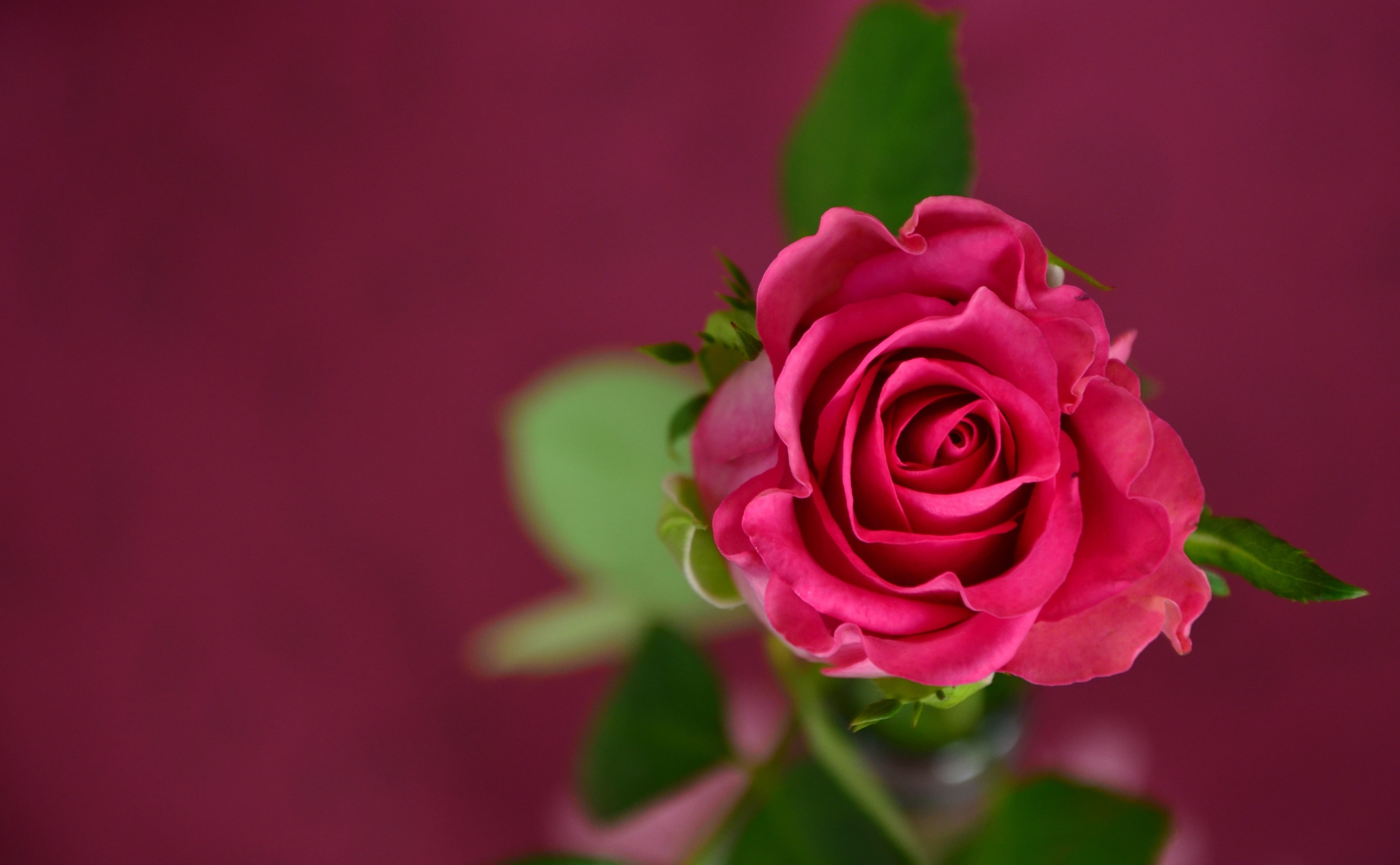 beauty in nature, inflorescence, red, coupon, Valentines Day, rose - flower, flower, plant part, petal, bouquet, 4K, valentinesday, pink color, no people, HD Wallpaper