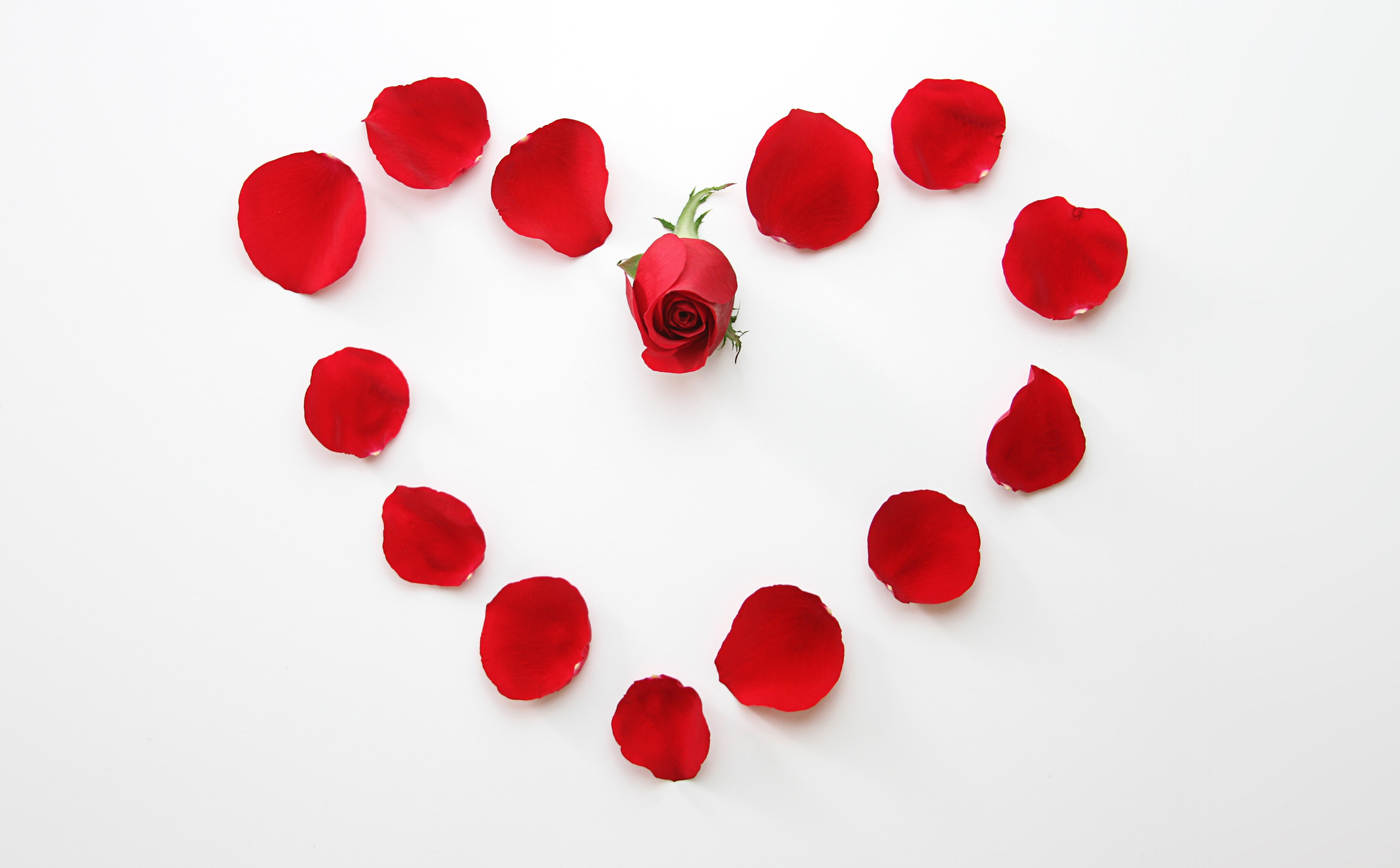 message, Beautiful, Arrangement, Heart, art and craft, studio shot, red, 5K, hd, Roses, white background, indoors, valentinesday, Flowers, Valentine, creativity, HD Wallpaper