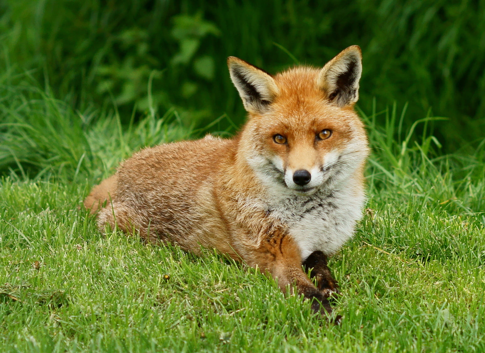 green, Fox, green grass, animal, British  Wildlife  Centre, animals In The Wild, Vulpes, Trimming, lying in, Newchapel  Surrey, mammal, wildlife, nature, HD Wallpaper